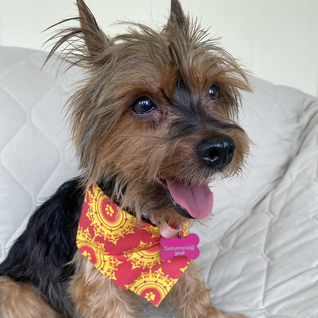 Enlarge Winston, a Adoptable Yorkshire Terrier in Hudson, IL image 4/6