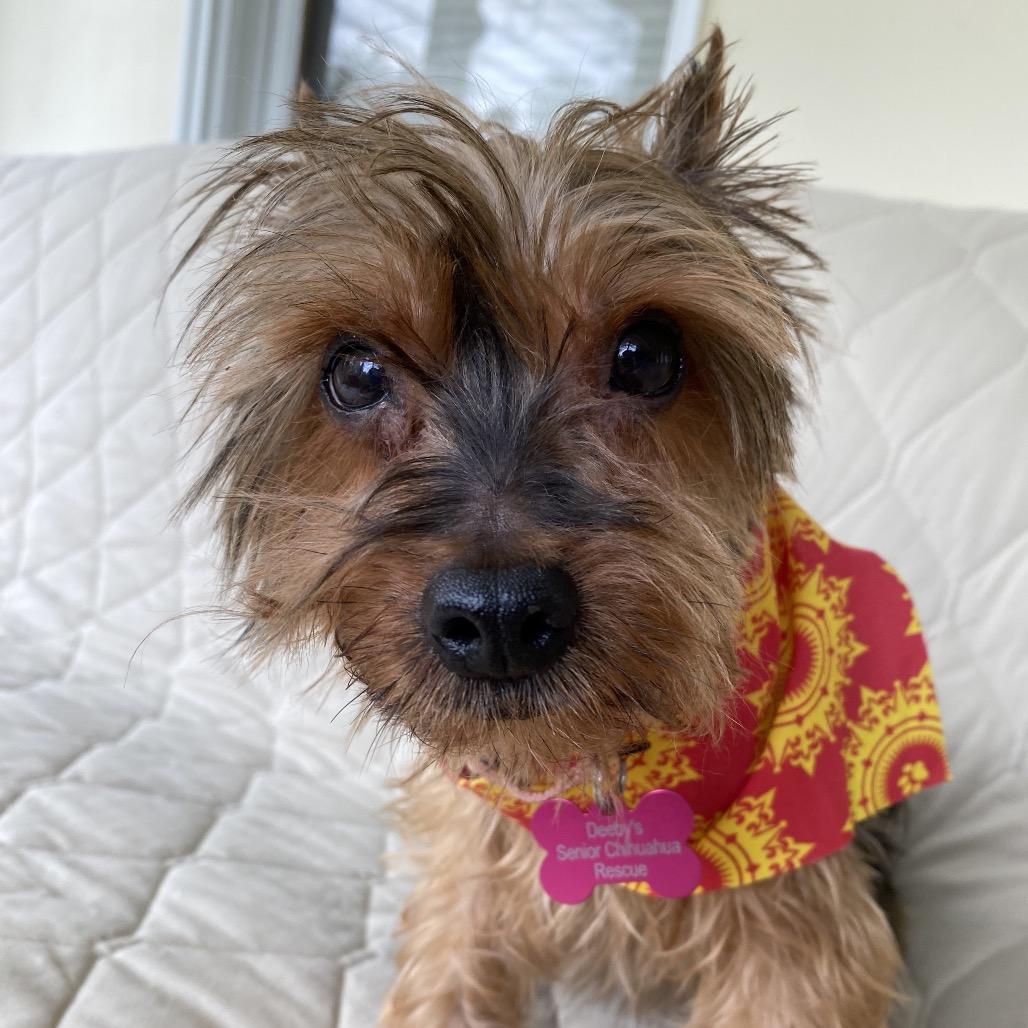 Enlarge Winston, a Adoptable Yorkshire Terrier in Hudson, IL image 5/6