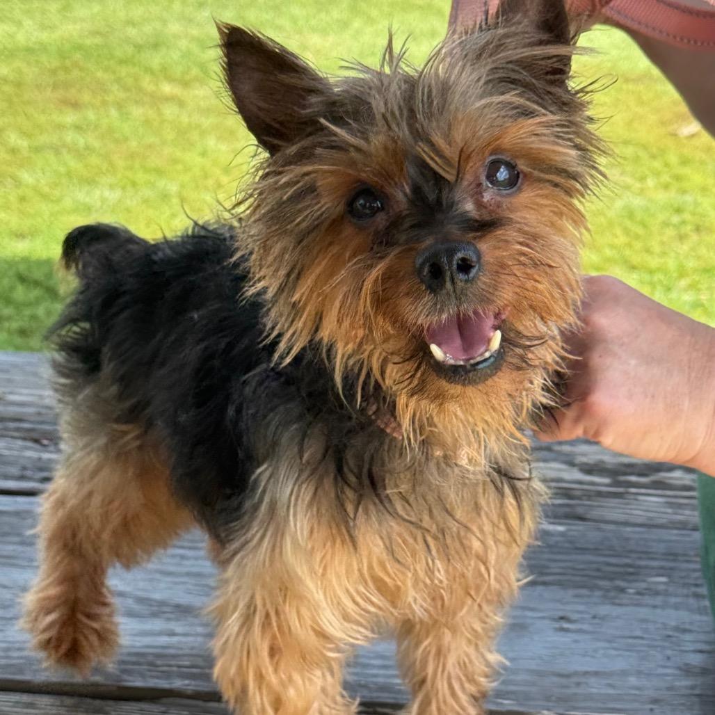 Enlarge Winston, a Adoptable Yorkshire Terrier in Hudson, IL image 6/6
