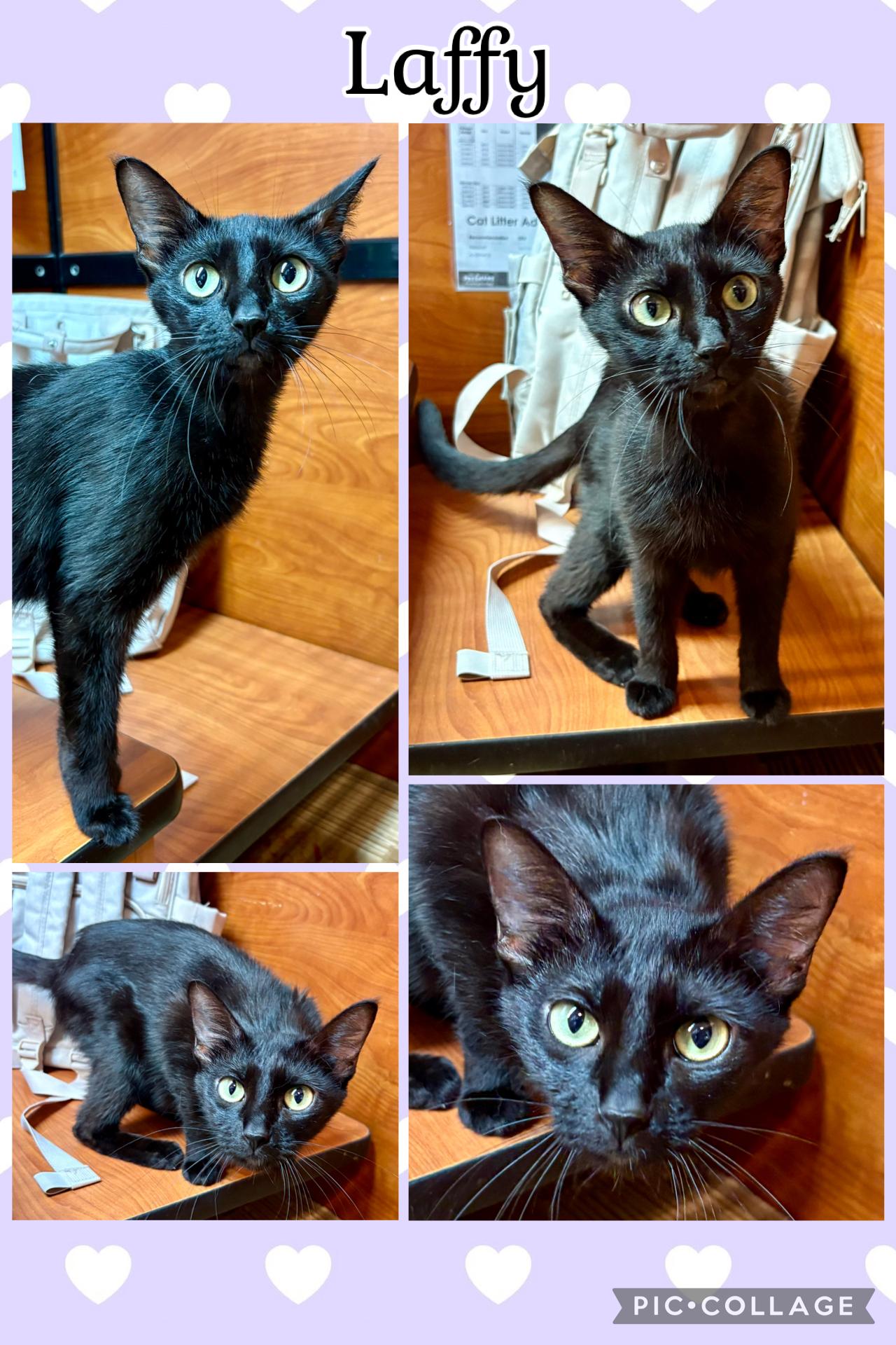 Enlarge LAFFY, a ADOPTABLE Tabby in Lawton, OK image 1/1