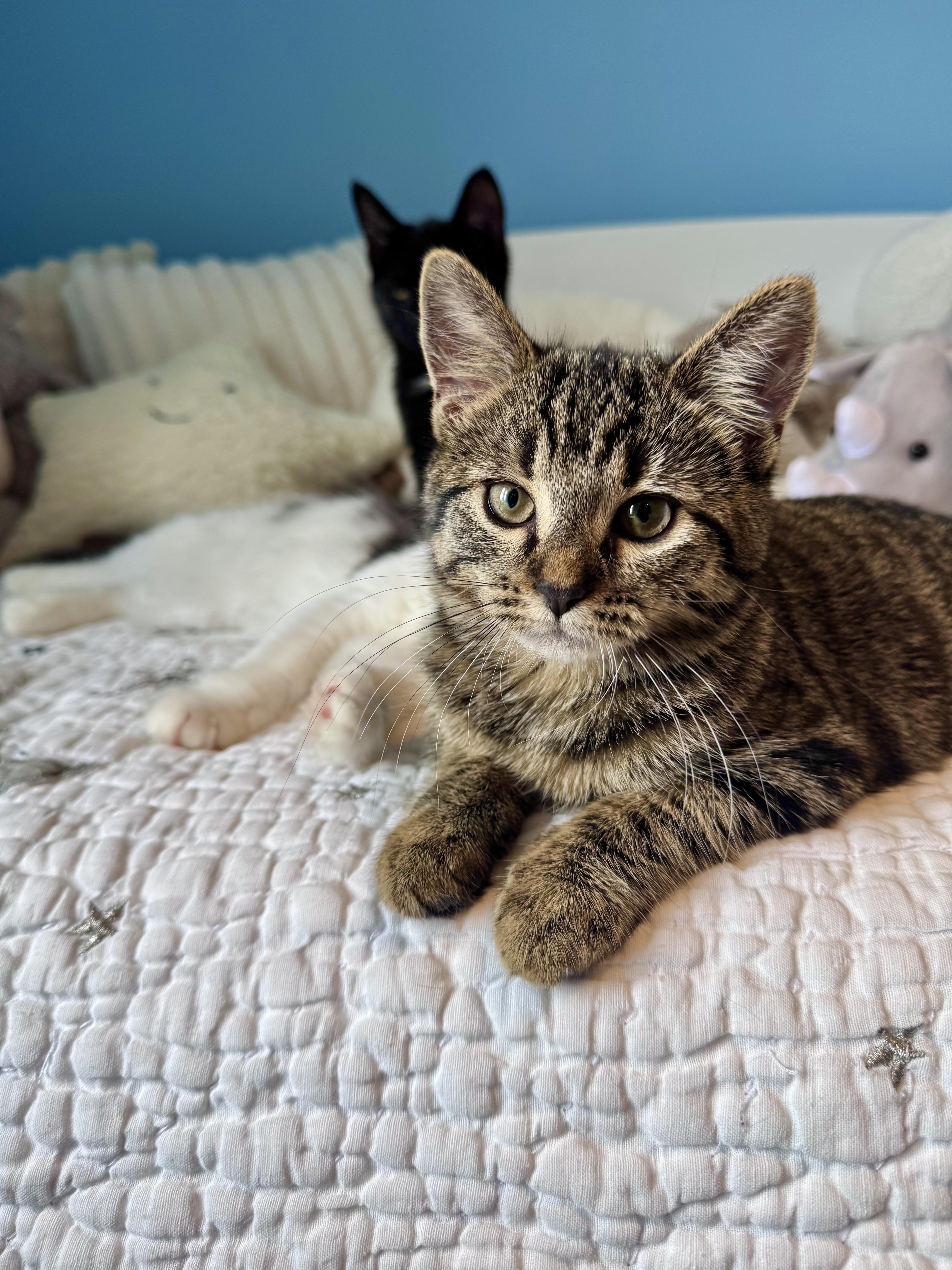 London, a ADOPTABLE Domestic Short Hair in Ramsey, NJ image 4/6