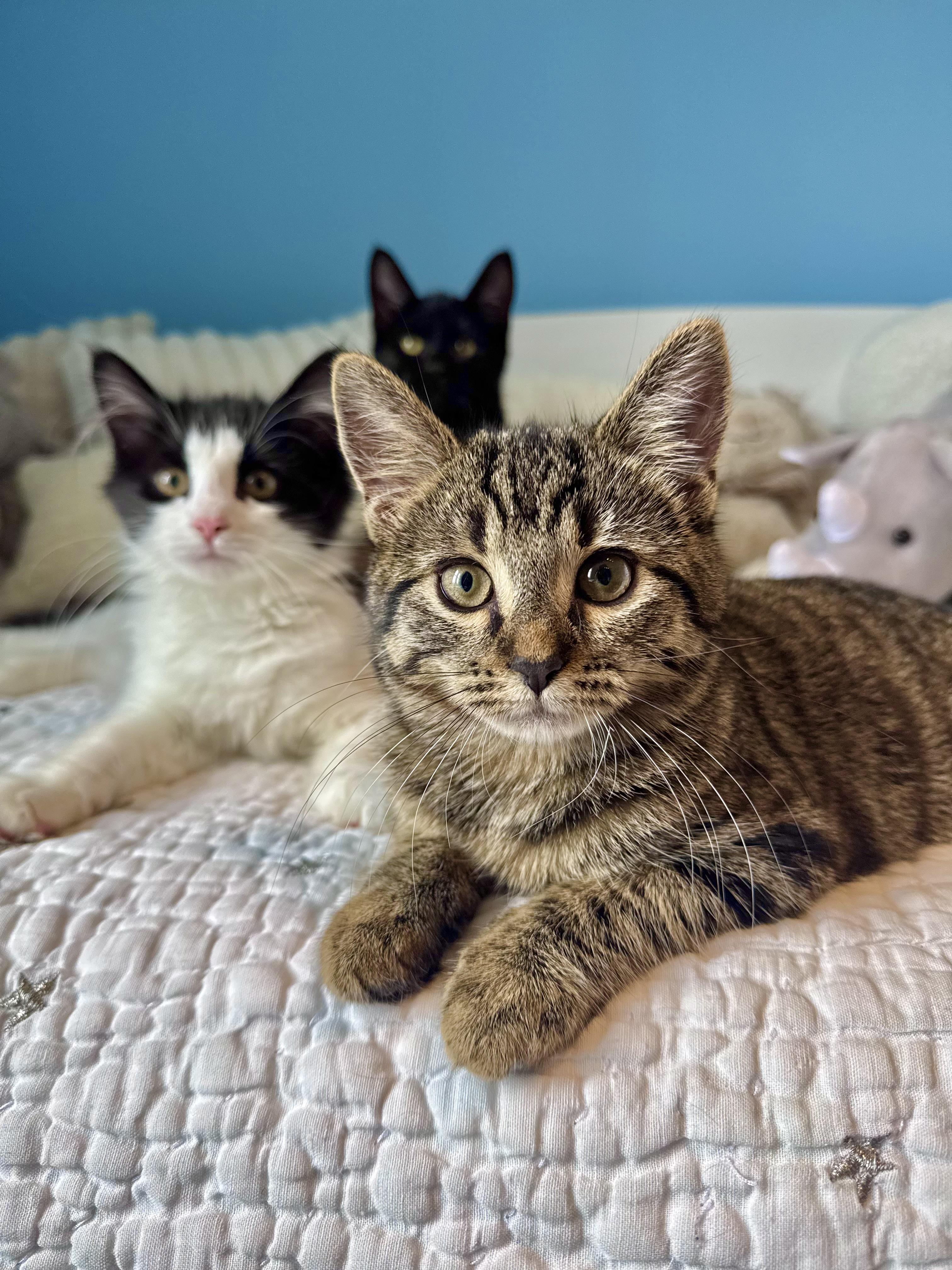 London, ADOPTABLE, Kitten Female Domestic Short Hair.