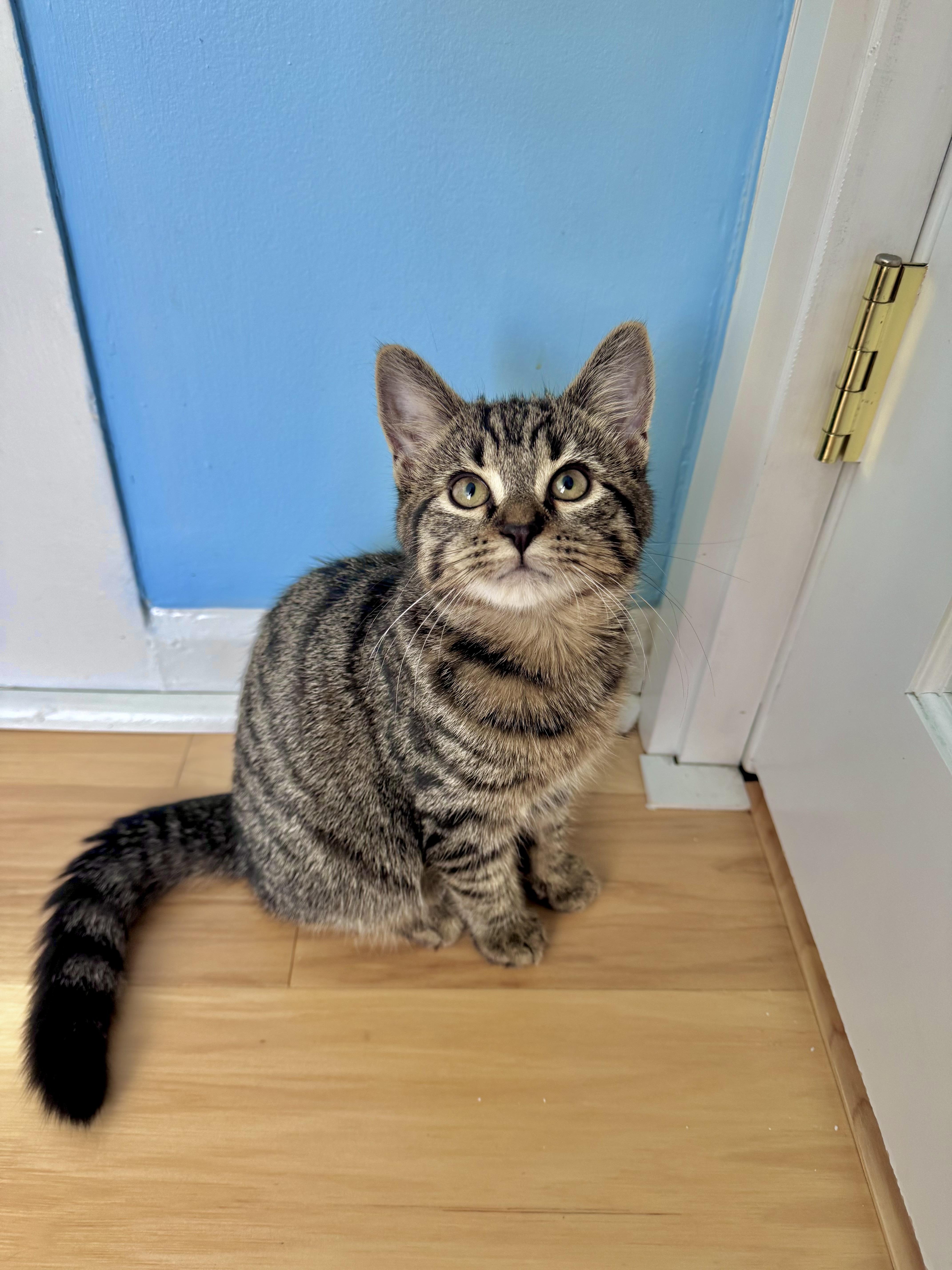 London, a ADOPTABLE Domestic Short Hair in Ramsey, NJ image 2/6