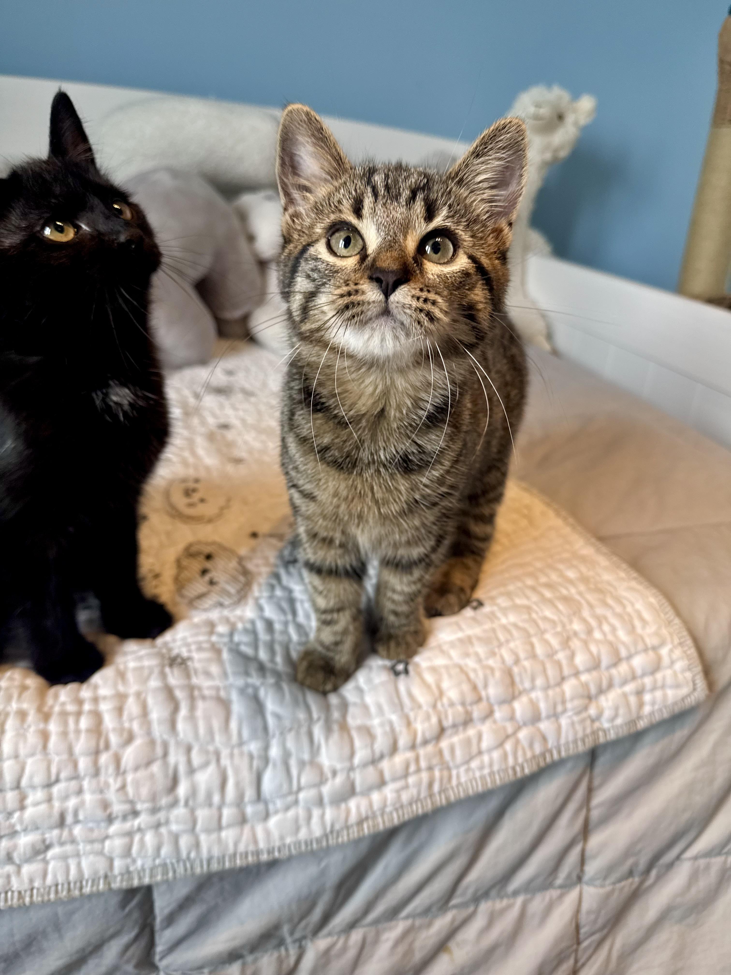 London, a ADOPTABLE Domestic Short Hair in Ramsey, NJ image 3/6