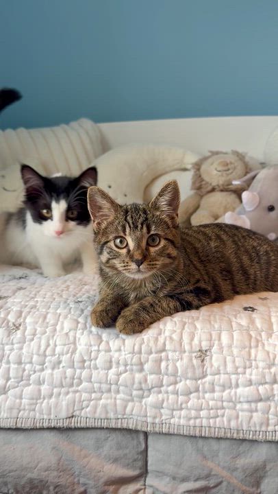 Enlarge London, a ADOPTABLE Domestic Short Hair in Ramsey, NJ video 6/6