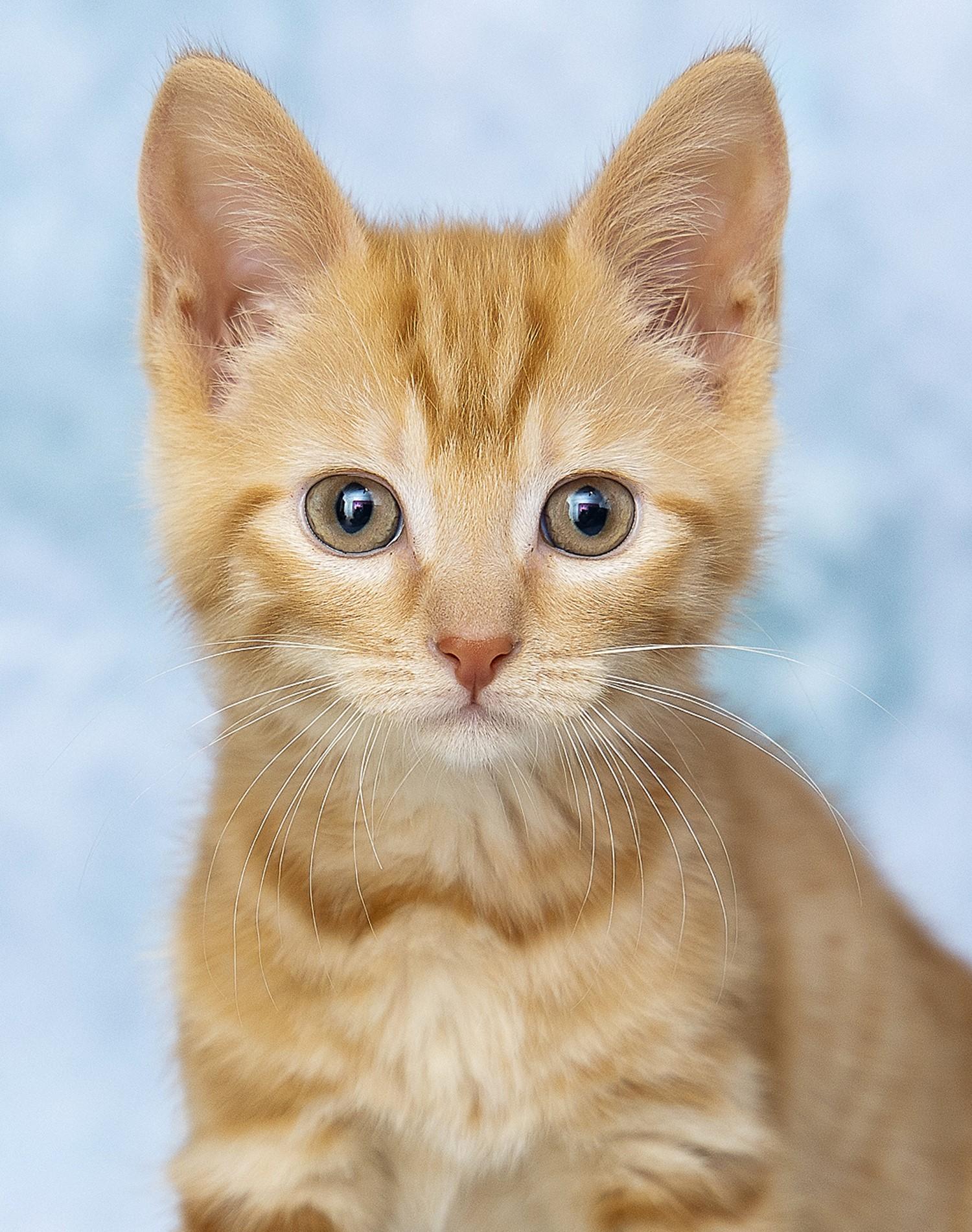 Enlarge Polly, a Adopted Domestic Short Hair in Lexington, KY image 1/1