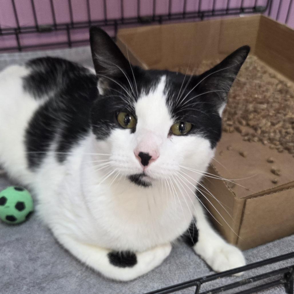 Scout, Adoptable, Adult Male Domestic Short Hair.