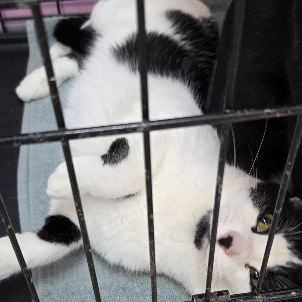 Enlarge Scout, a Adoptable Domestic Short Hair in Branson, MO image 2/3