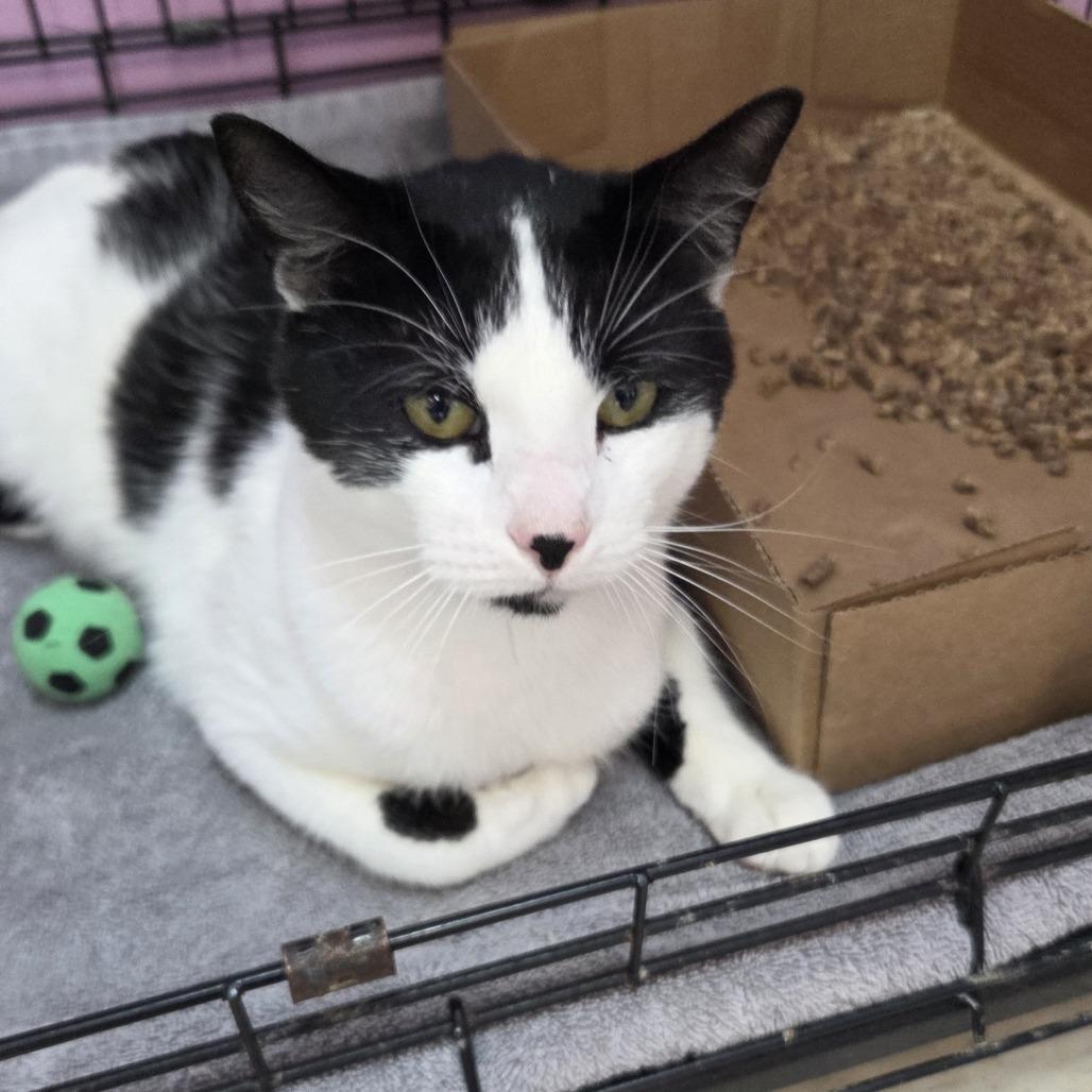 Enlarge Scout, a Adoptable Domestic Short Hair in Branson, MO image 3/3