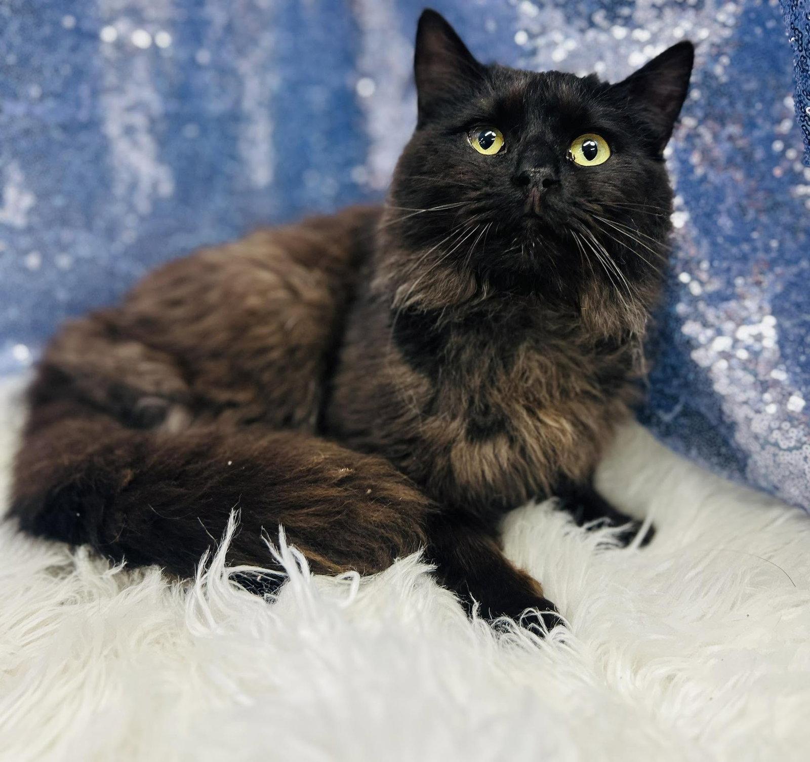 Espresso, Adoptable, Adult Male Domestic Medium Hair.