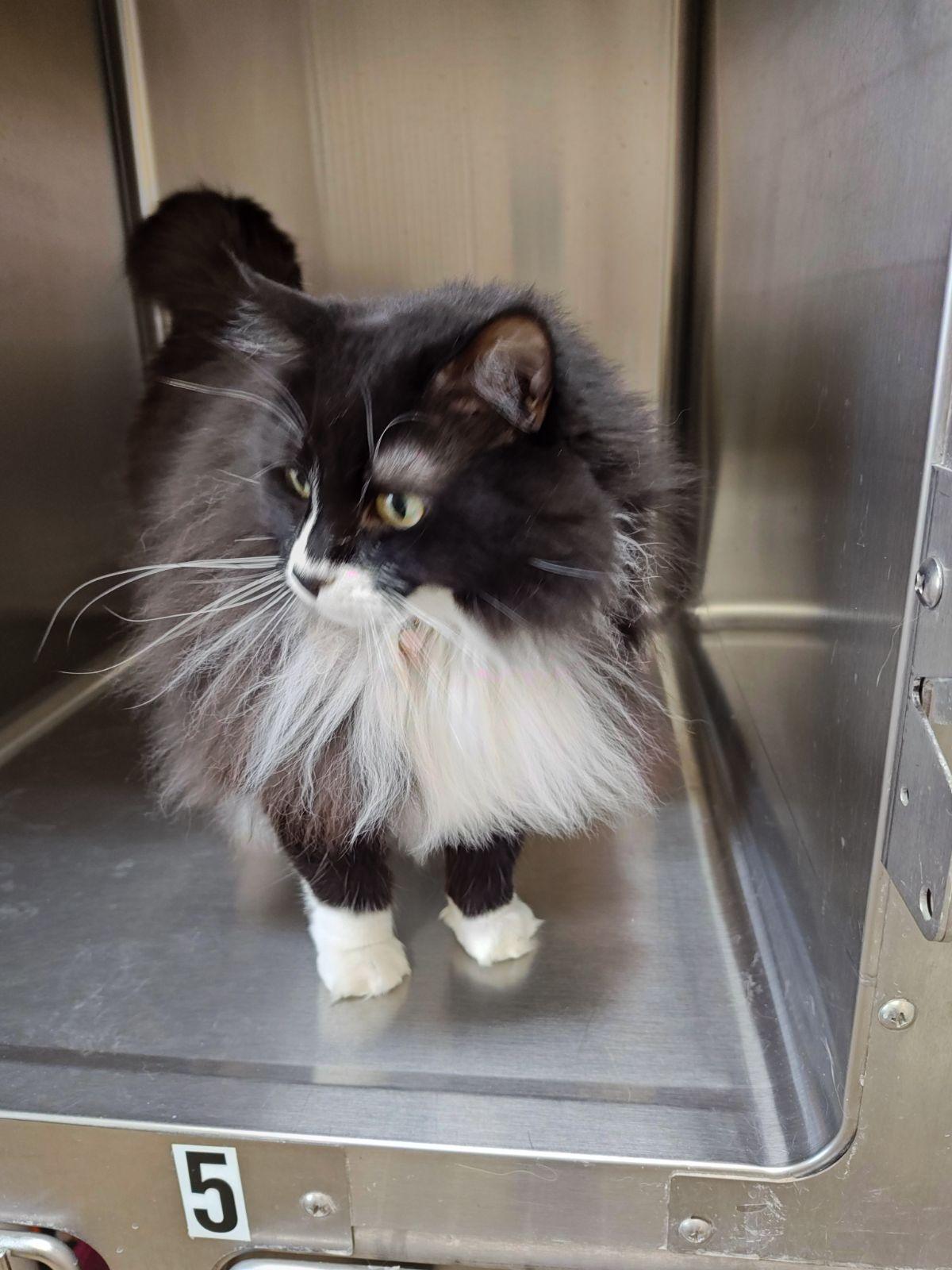 Enlarge Dorris , an adoptable Domestic Long Hair in Wahpeton, ND image 3/6