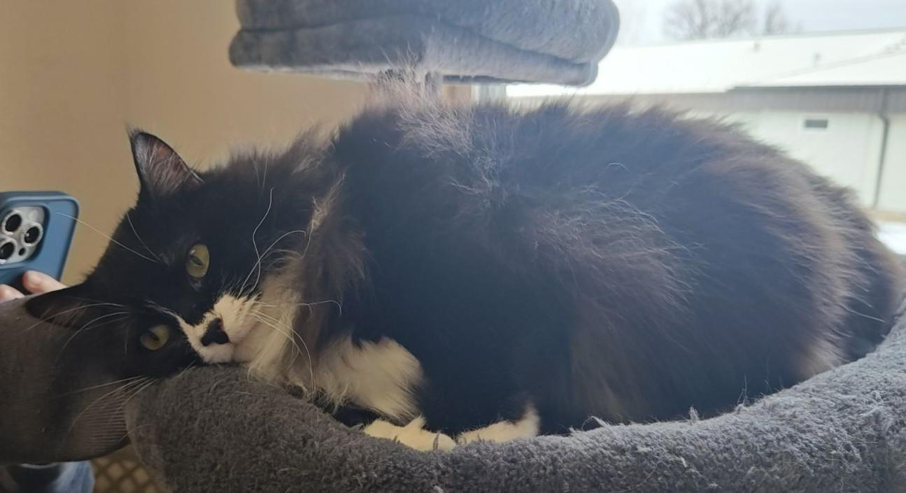 Enlarge Dorris , an adoptable Domestic Long Hair in Wahpeton, ND image 5/6