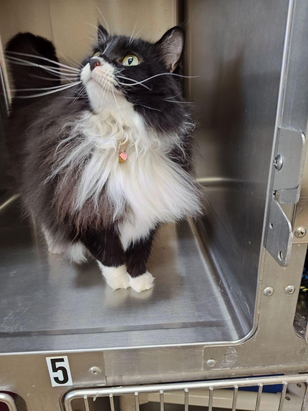 Enlarge Dorris , an adoptable Domestic Long Hair in Wahpeton, ND image 4/6