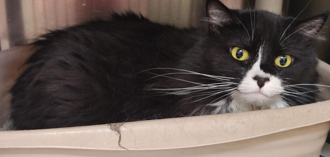 Dorris , adoptable, Adult Female Domestic Long Hair.