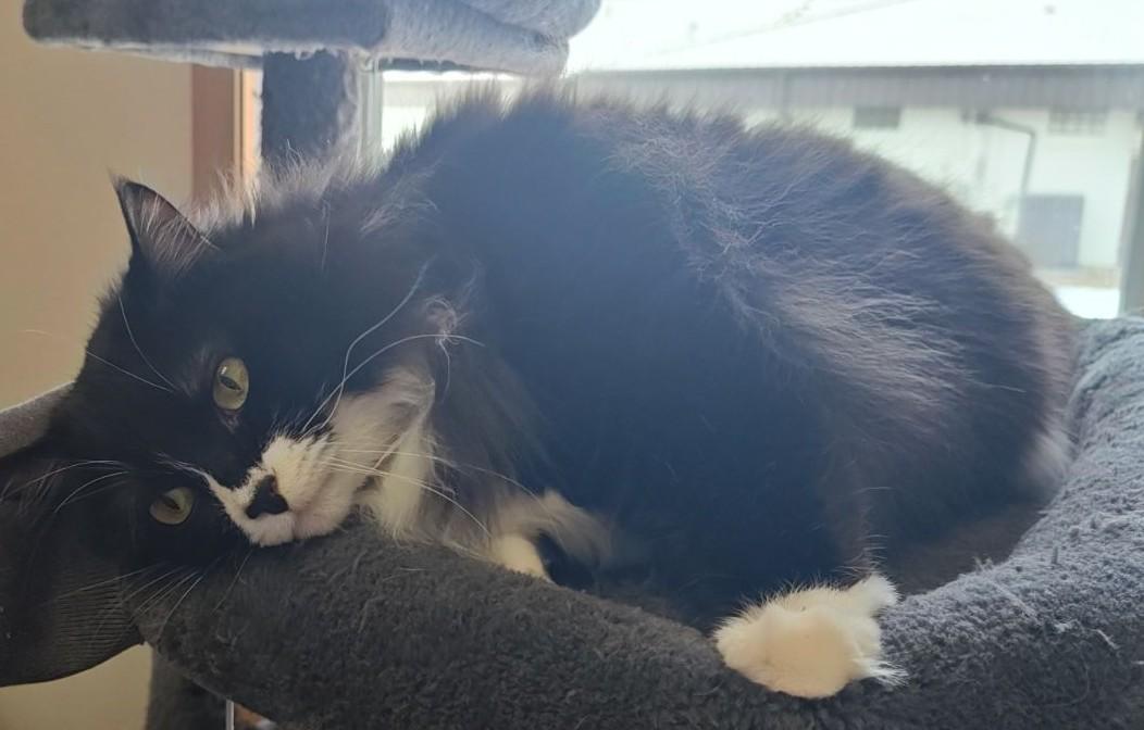 Enlarge Dorris , an adoptable Domestic Long Hair in Wahpeton, ND image 6/6