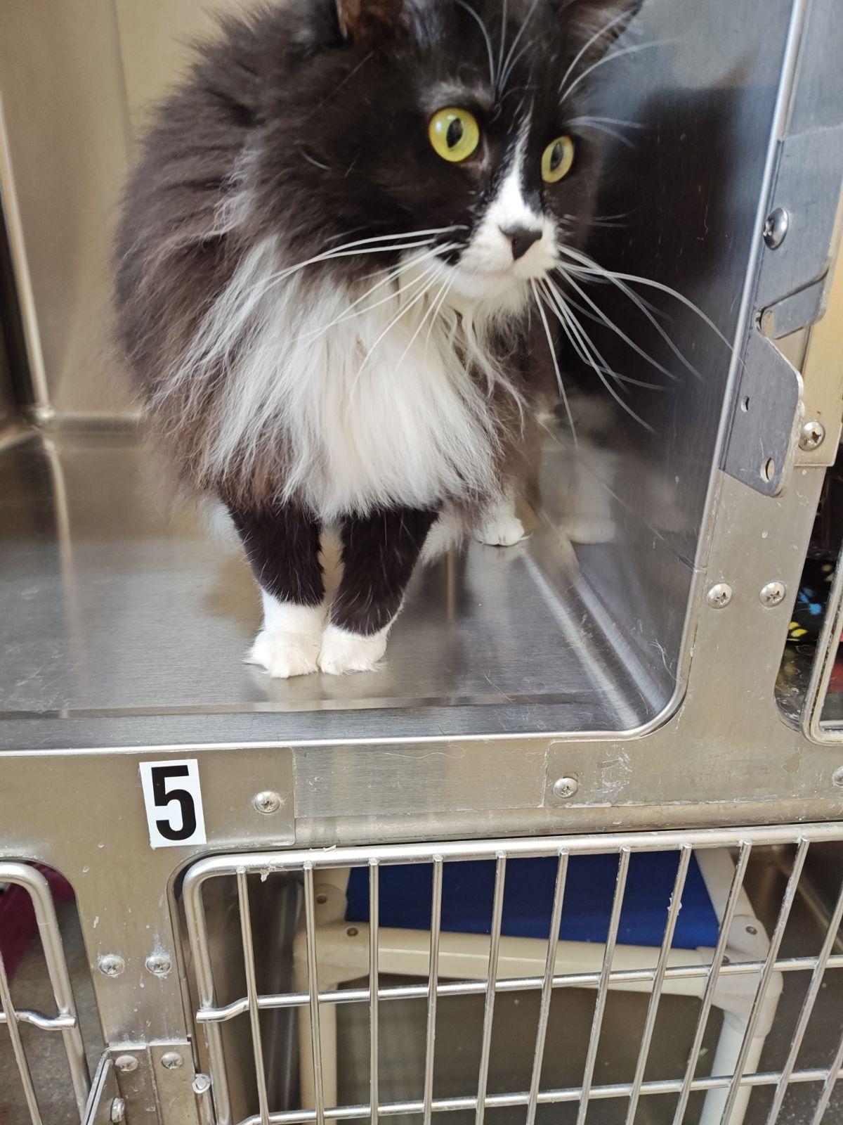 Enlarge Dorris , an adoptable Domestic Long Hair in Wahpeton, ND image 2/6