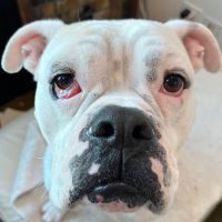 Enlarge Butterbean, a Adoptable Boxer in Davis, CA image 4/6