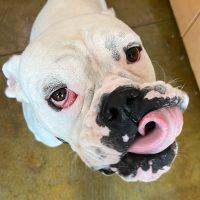 Butterbean, Adoptable, Adult Male Boxer.