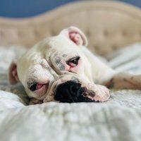 Butterbean, an adoptable Boxer in Davis, CA, 95616 | Photo Image 2