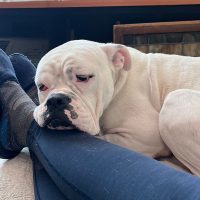 Enlarge Butterbean, a Adoptable Boxer in Davis, CA image 3/6