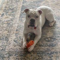 Enlarge Butterbean, a Adoptable Boxer in Davis, CA image 6/6