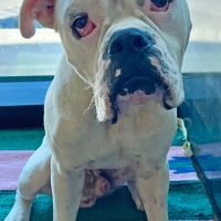 Enlarge Butterbean, a Adoptable Boxer in Davis, CA image 5/6
