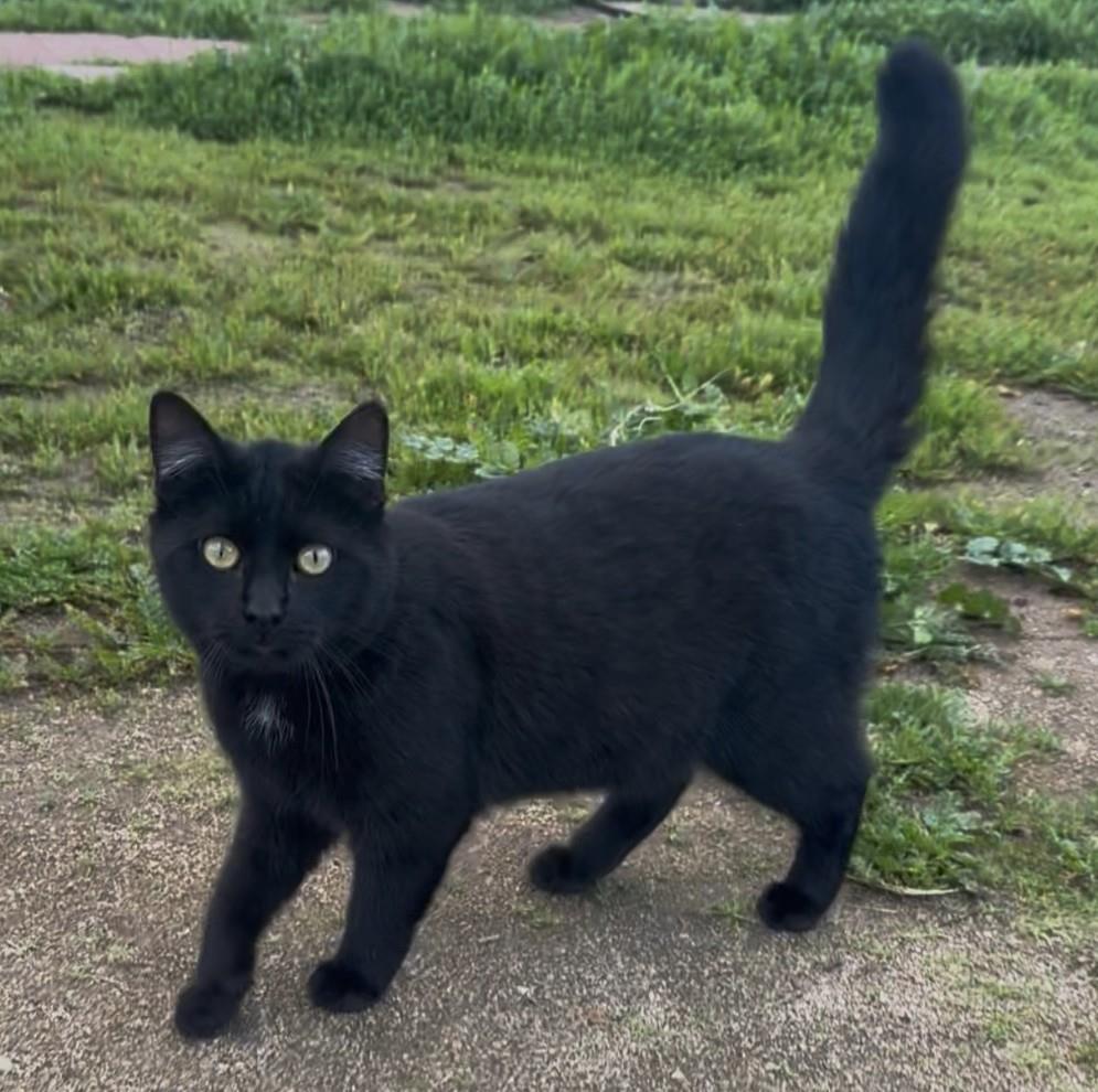 Enlarge Panther, a Adoptable Domestic Short Hair in La Jolla, CA image 1/1