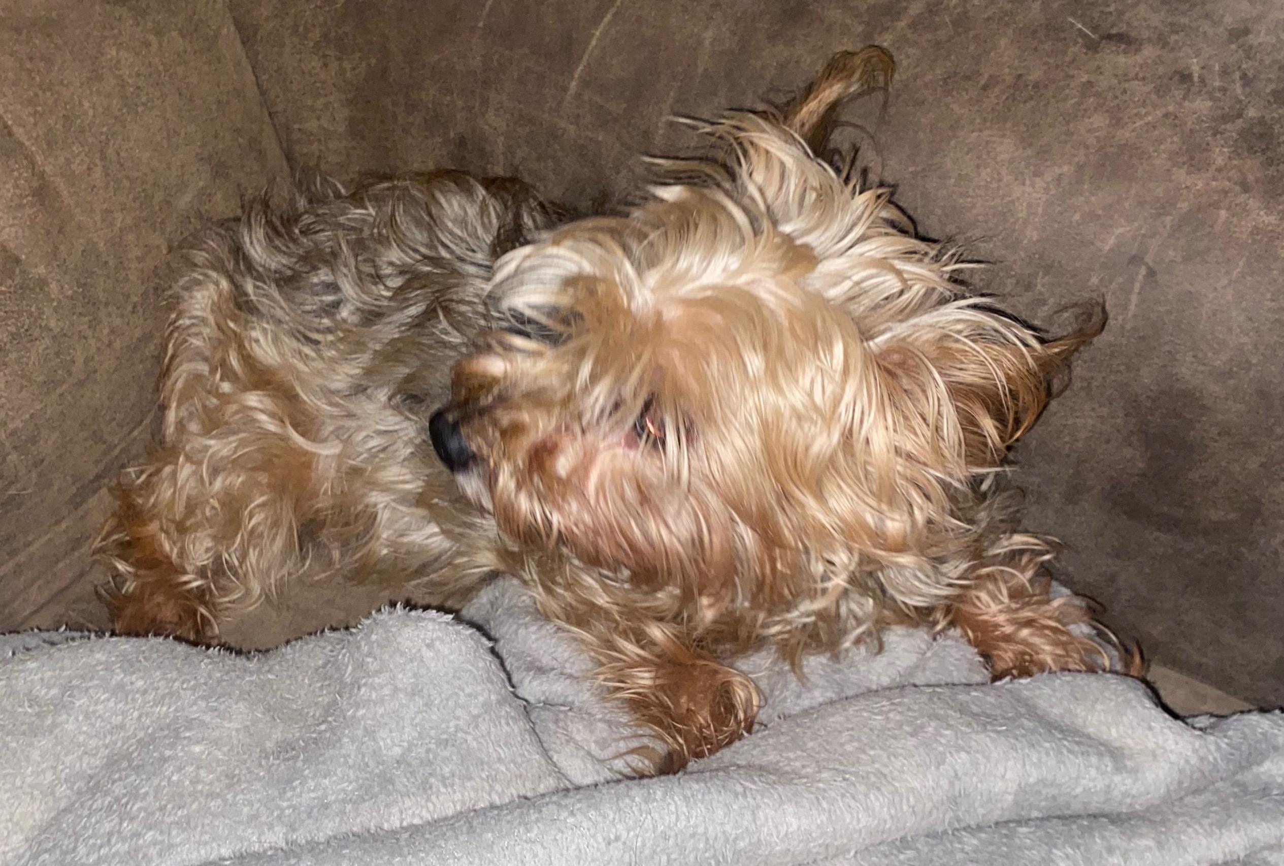 Enlarge Cookie, an adopted Yorkshire Terrier in Atwater, CA image 1/1