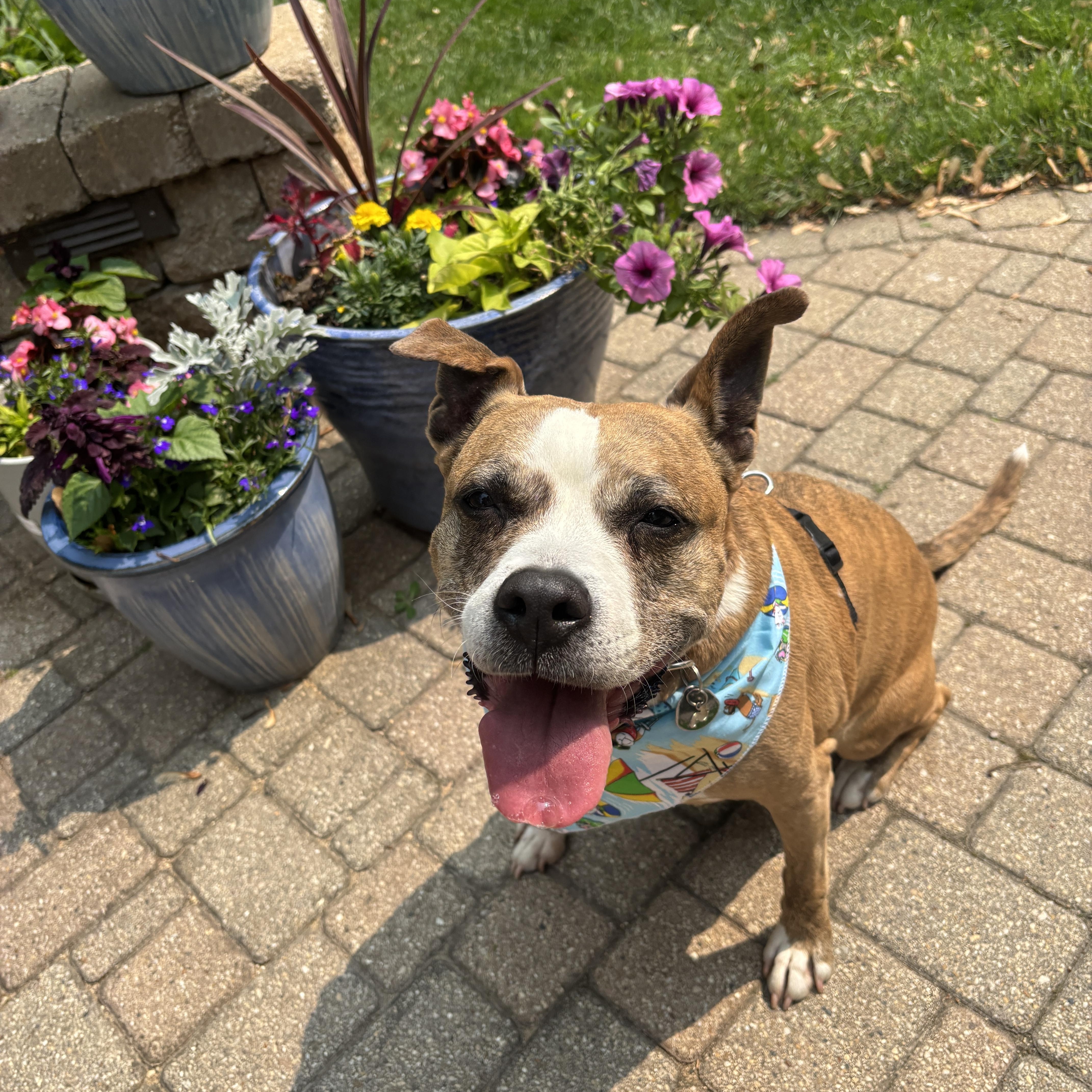 Trixie, a Adoptable Pit Bull Terrier in Chicago, IL image 6/6