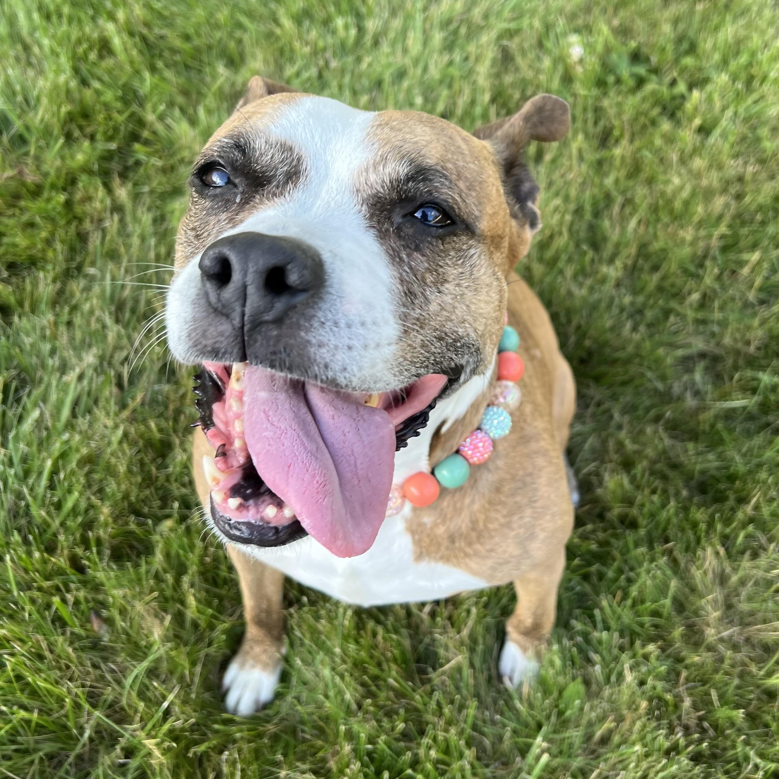 Trixie, a Adoptable Pit Bull Terrier in Chicago, IL image 3/6