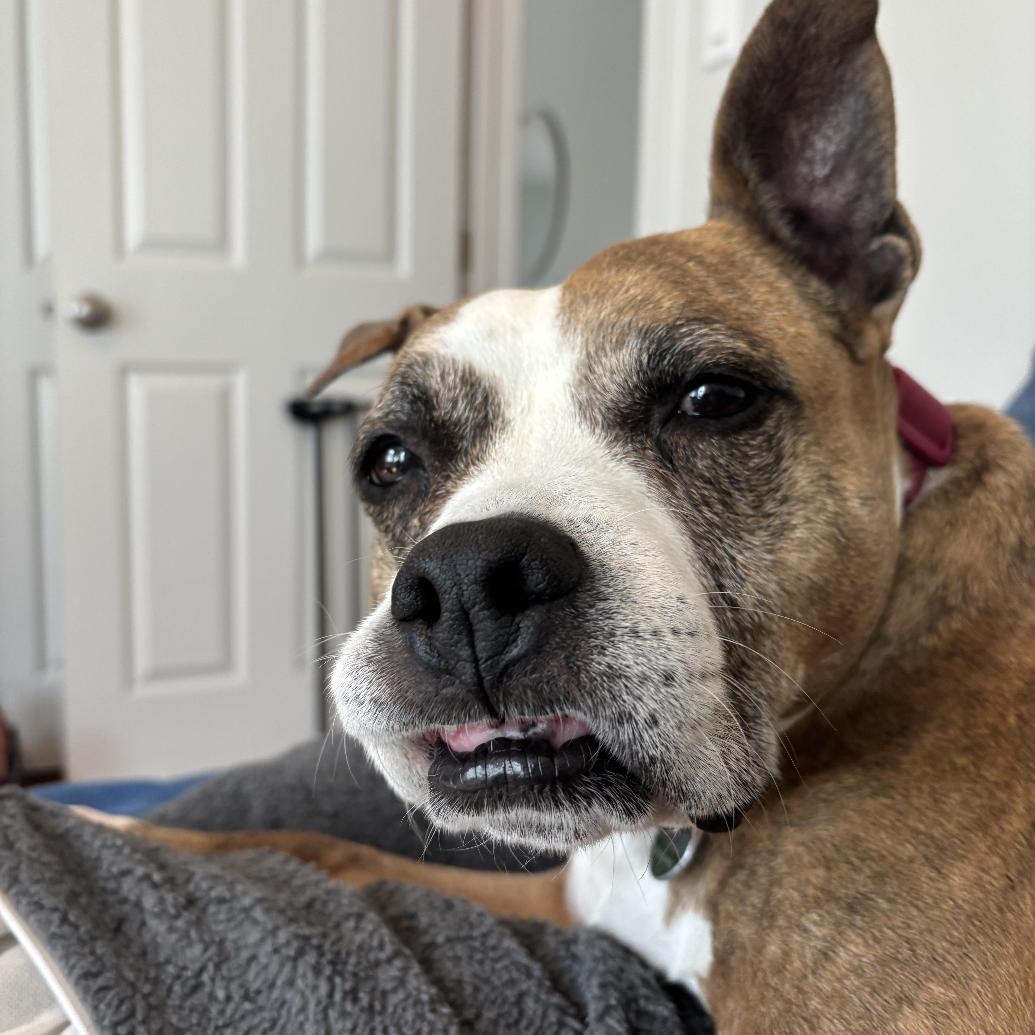 Trixie, a Adoptable Pit Bull Terrier in Chicago, IL image 5/6