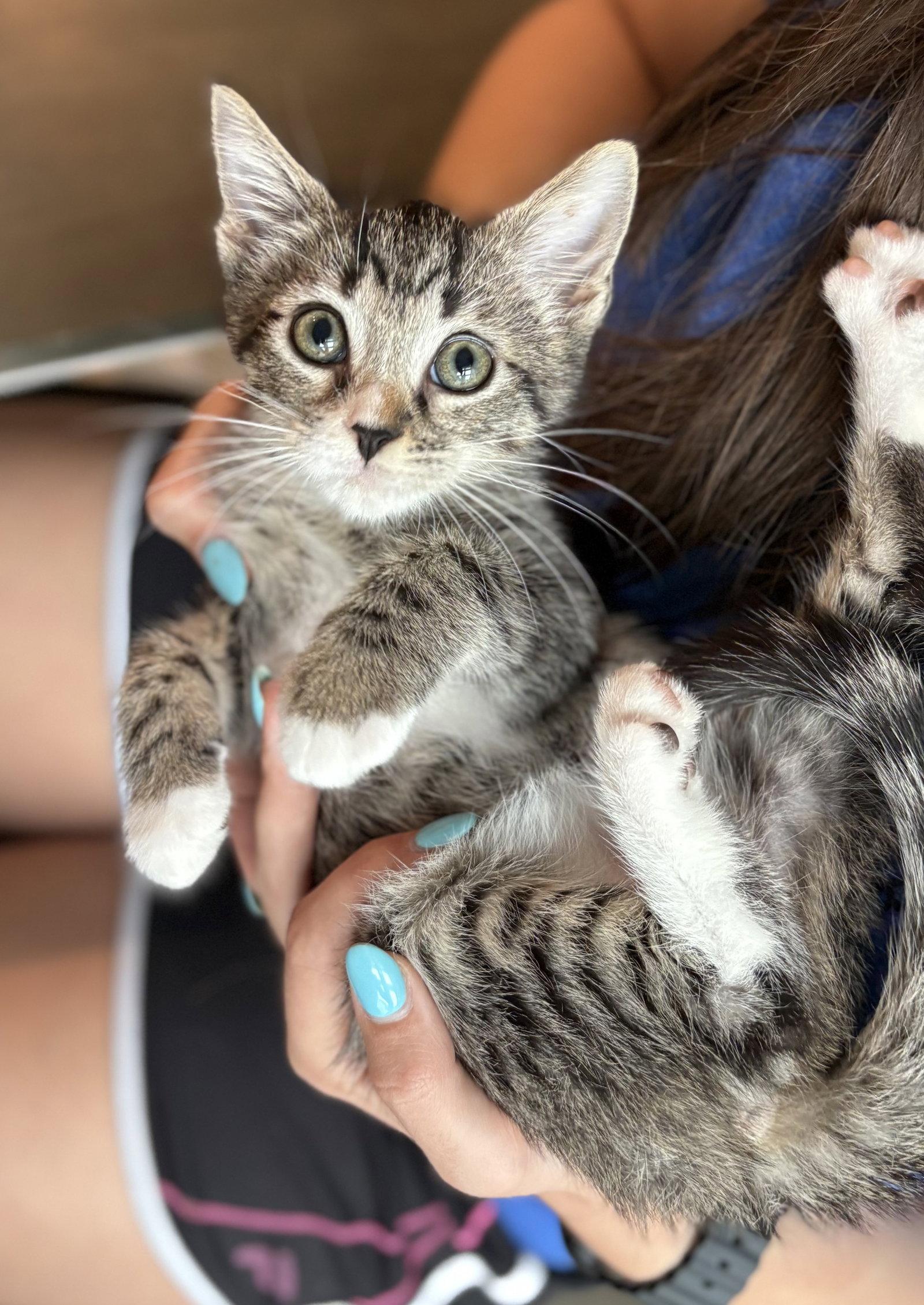Enlarge Carlito, a Adopted Tabby in Orlando, FL image 1/3