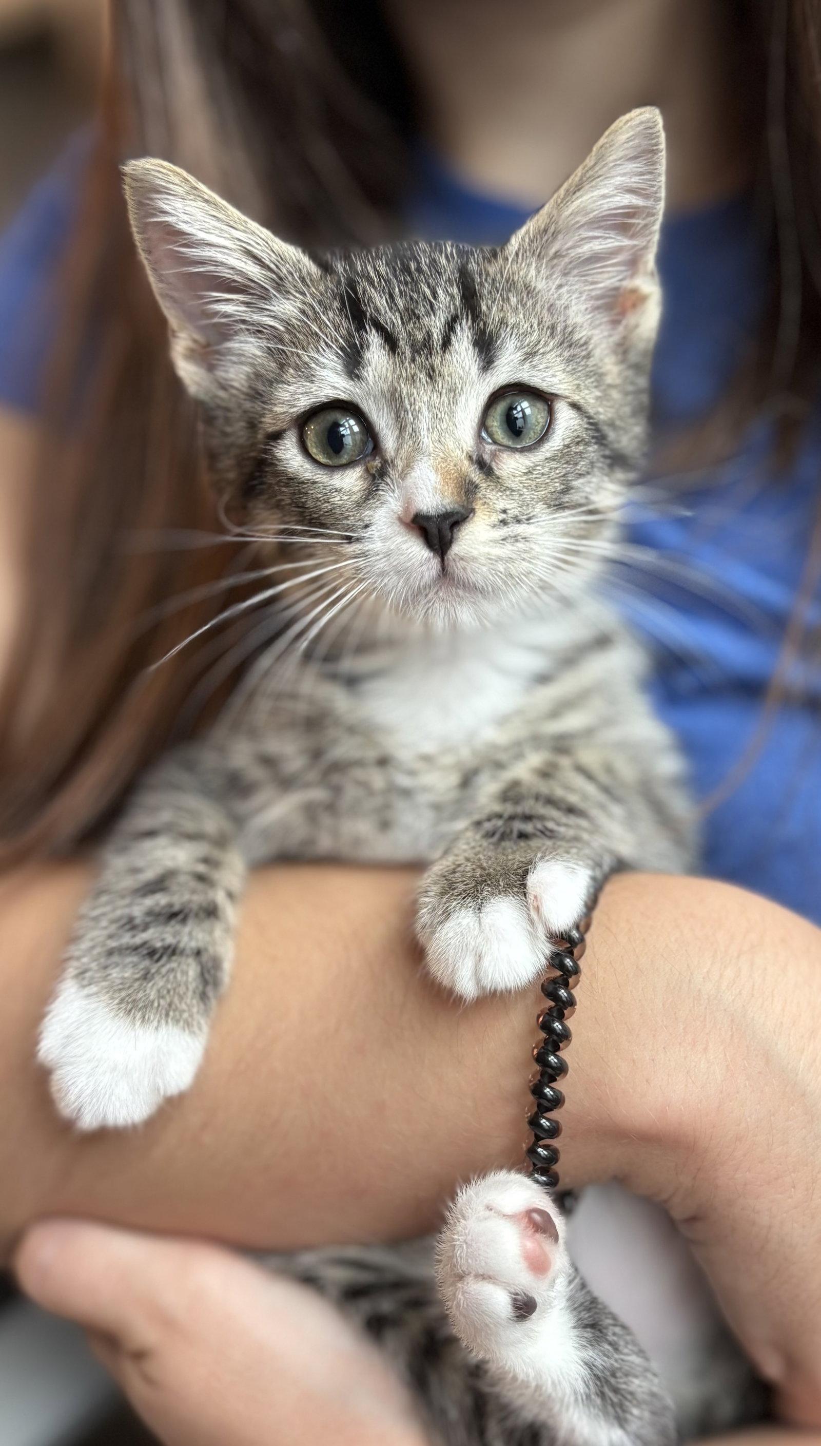 Enlarge Carlito, a Adopted Tabby in Orlando, FL image 3/3