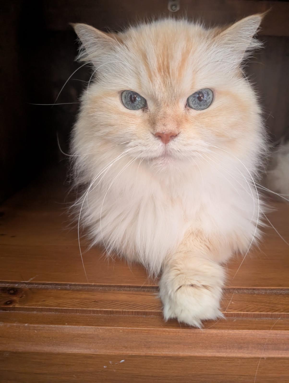 Bertrand, Adopted, Adult Male Himalayan.