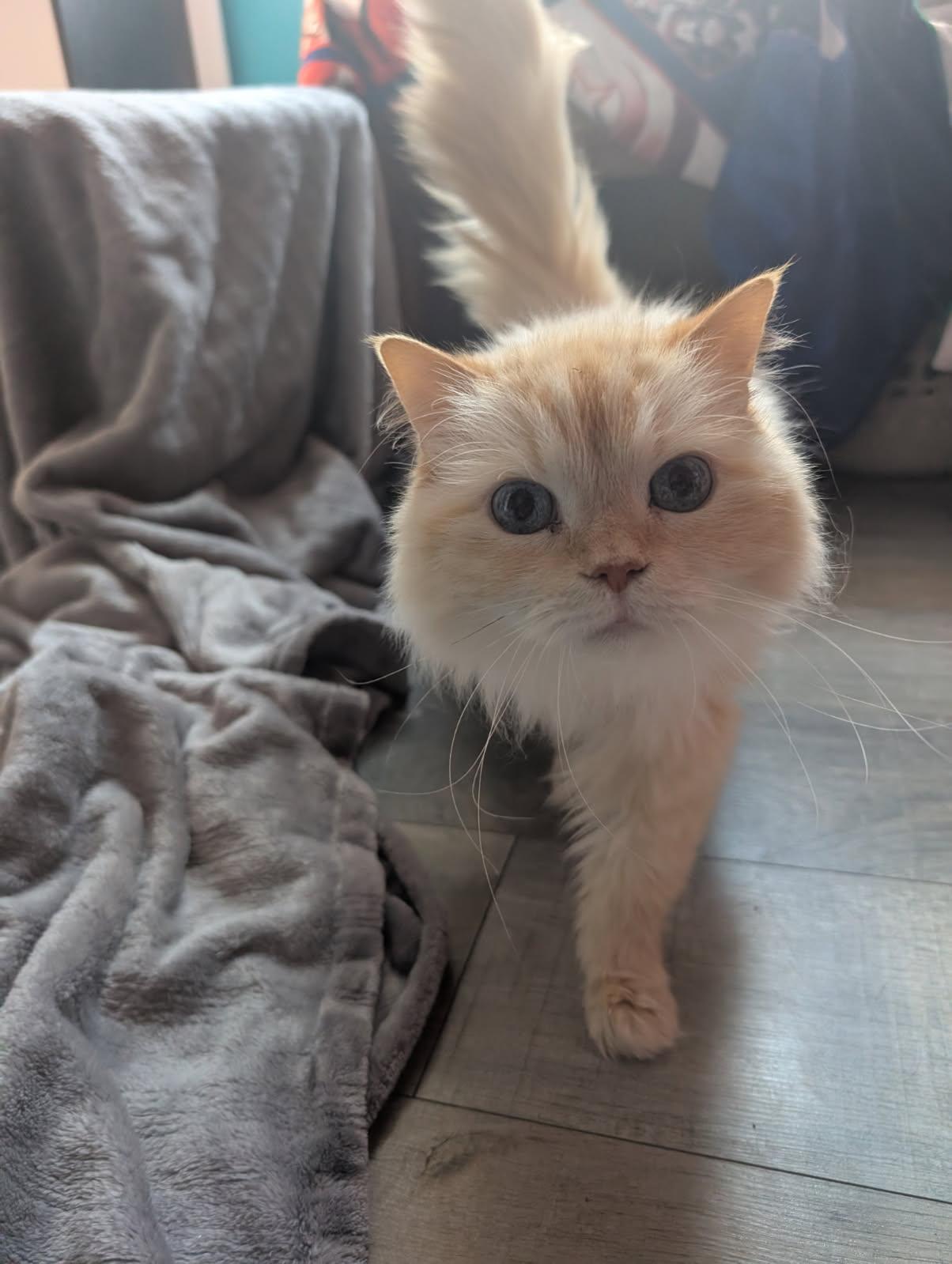 Enlarge Bertrand, a Adopted mixed breed in Cambridge , ON image 2/2