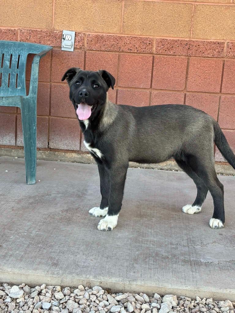 Mojave, ADOPTABLE, Young Female Mixed Breed.