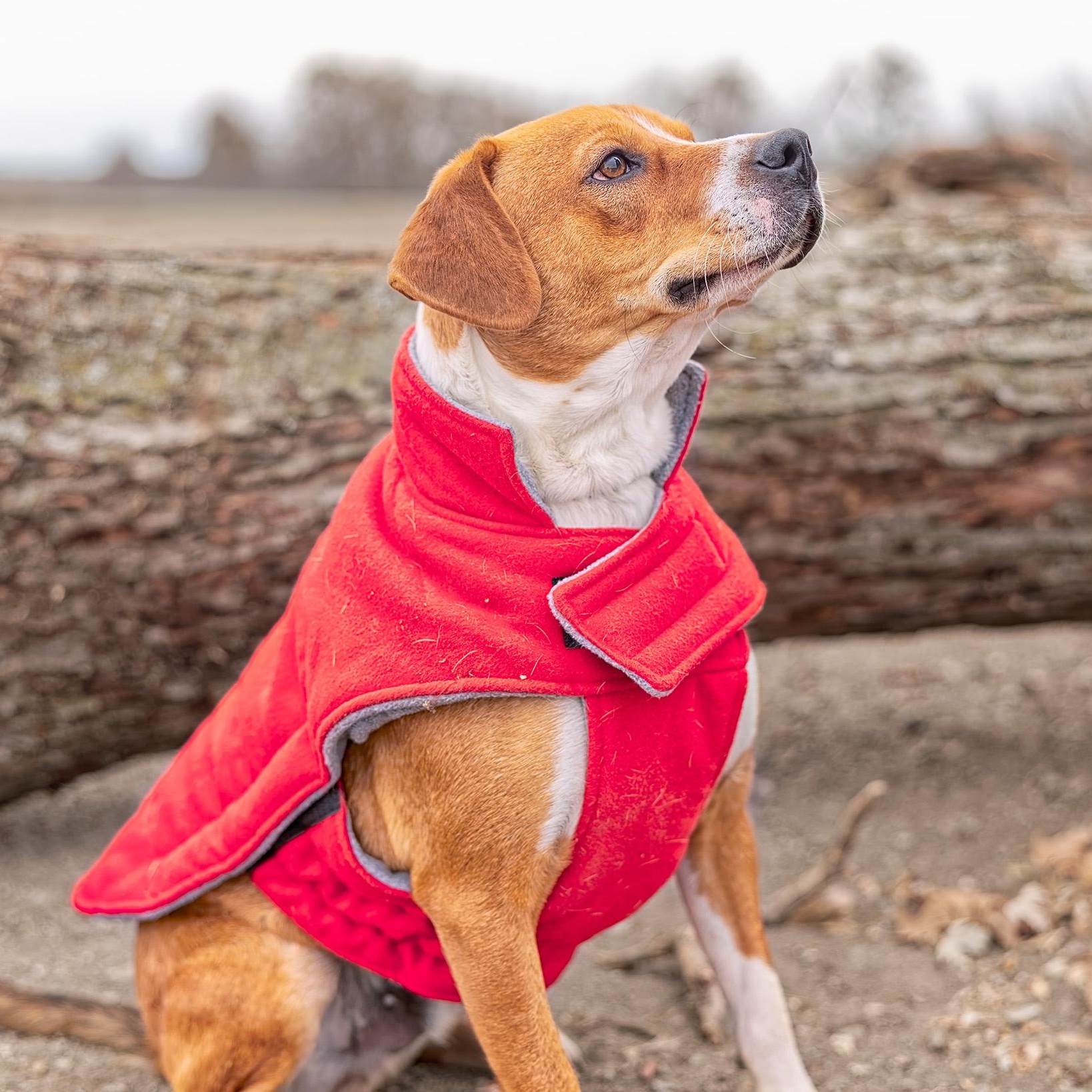 Henry, a Adoptable mixed breed in Clarinda, IA image 1/6