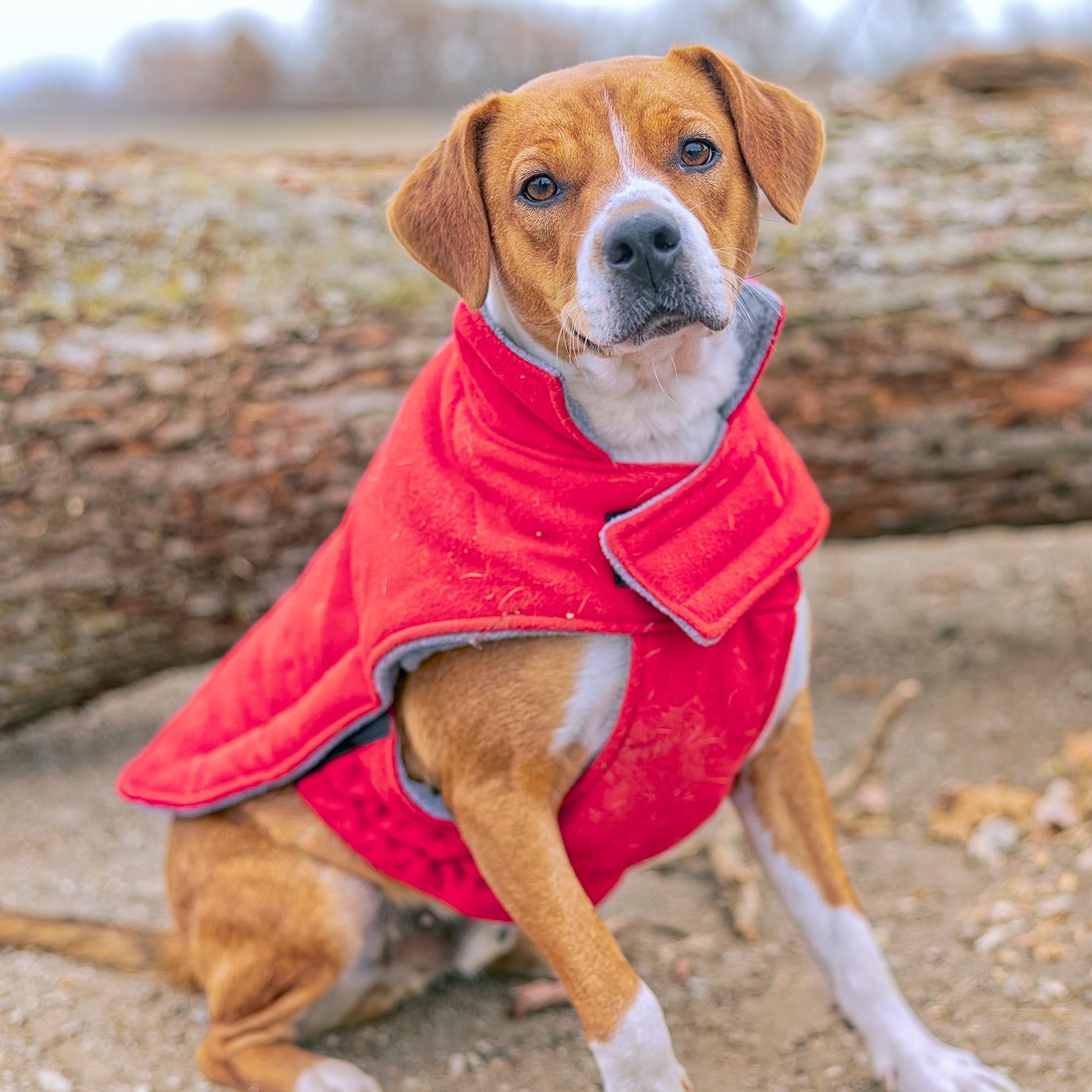 Henry, a Adoptable mixed breed in Clarinda, IA image 2/6