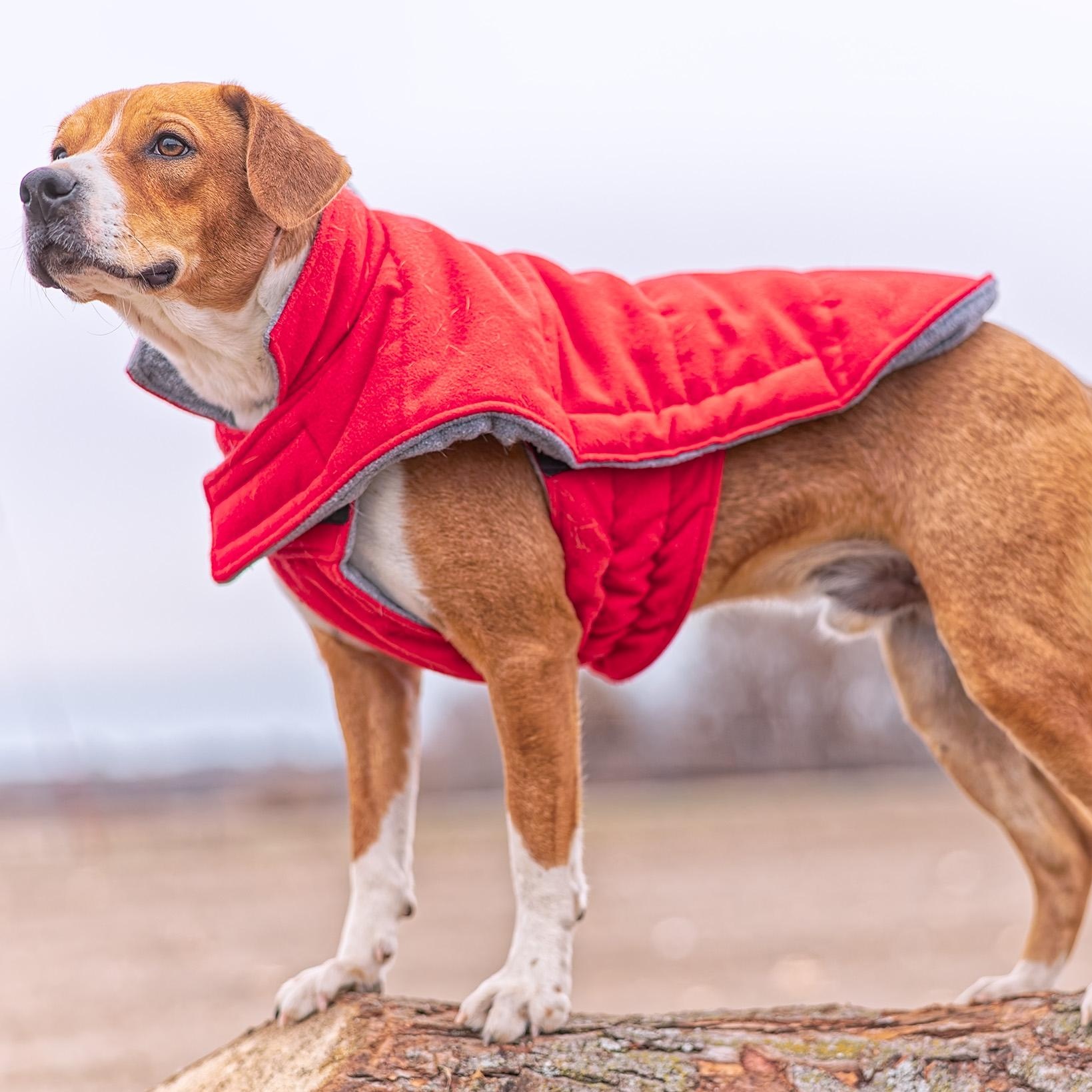 Henry, a Adoptable mixed breed in Clarinda, IA image 3/6