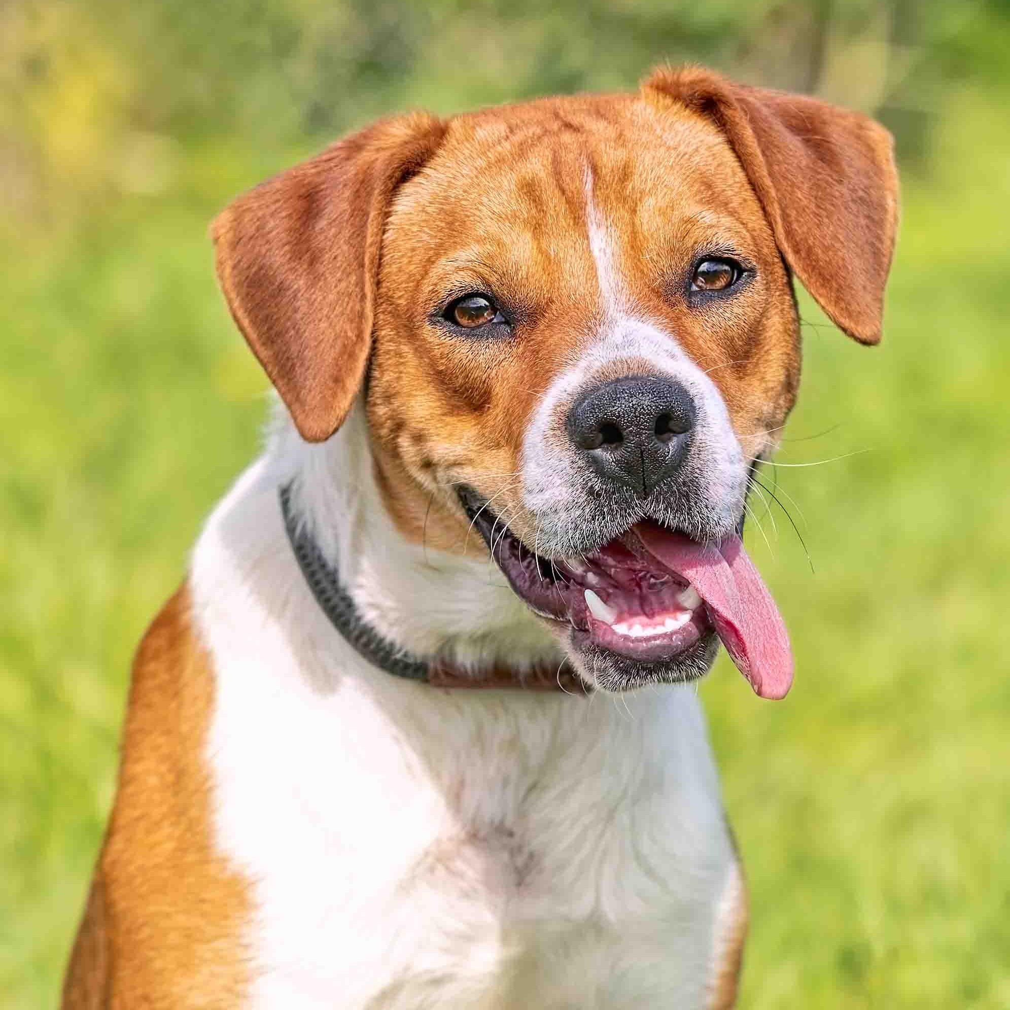 Henry, Adoptable, Young Male Beagle.