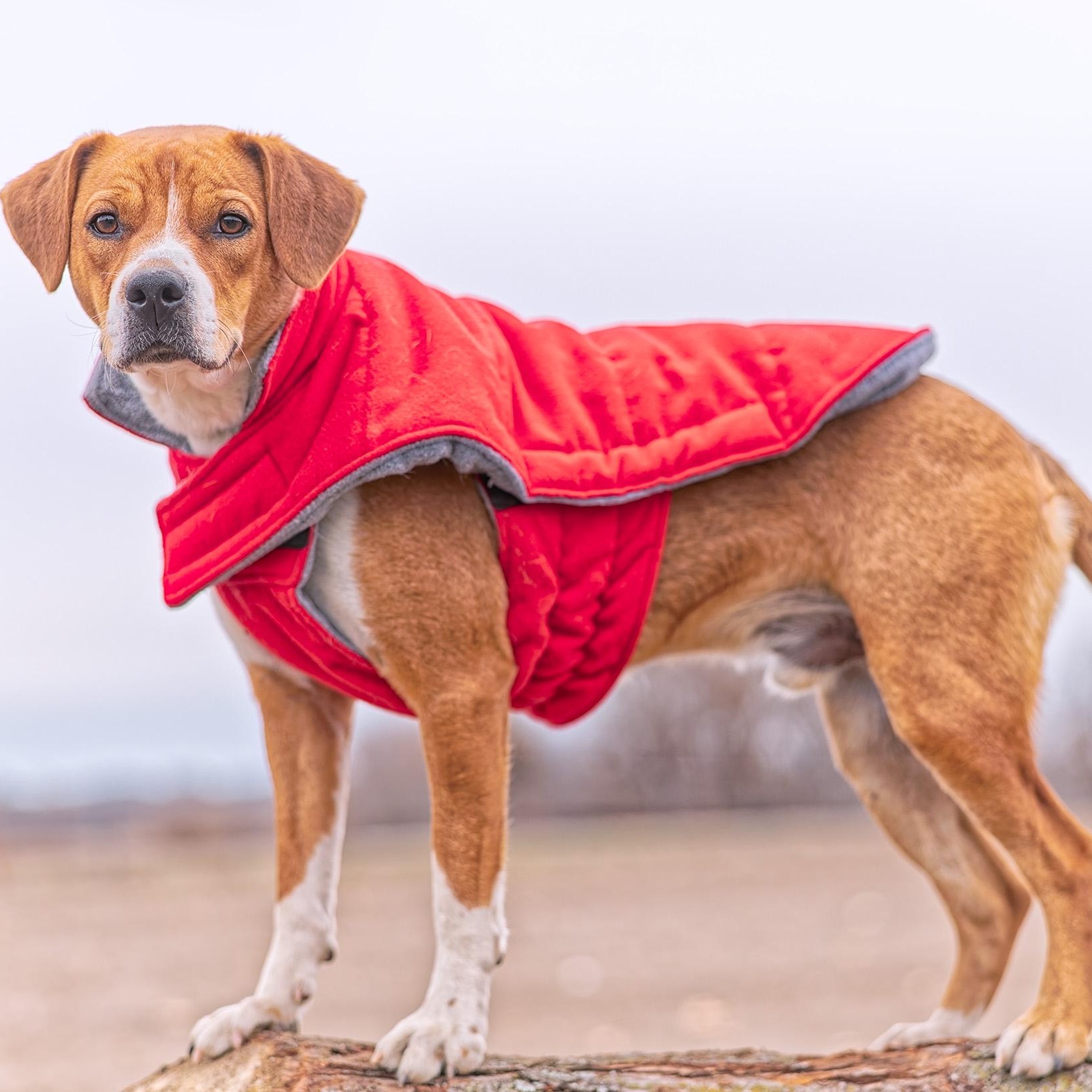 Henry, a Adoptable mixed breed in Clarinda, IA image 4/6