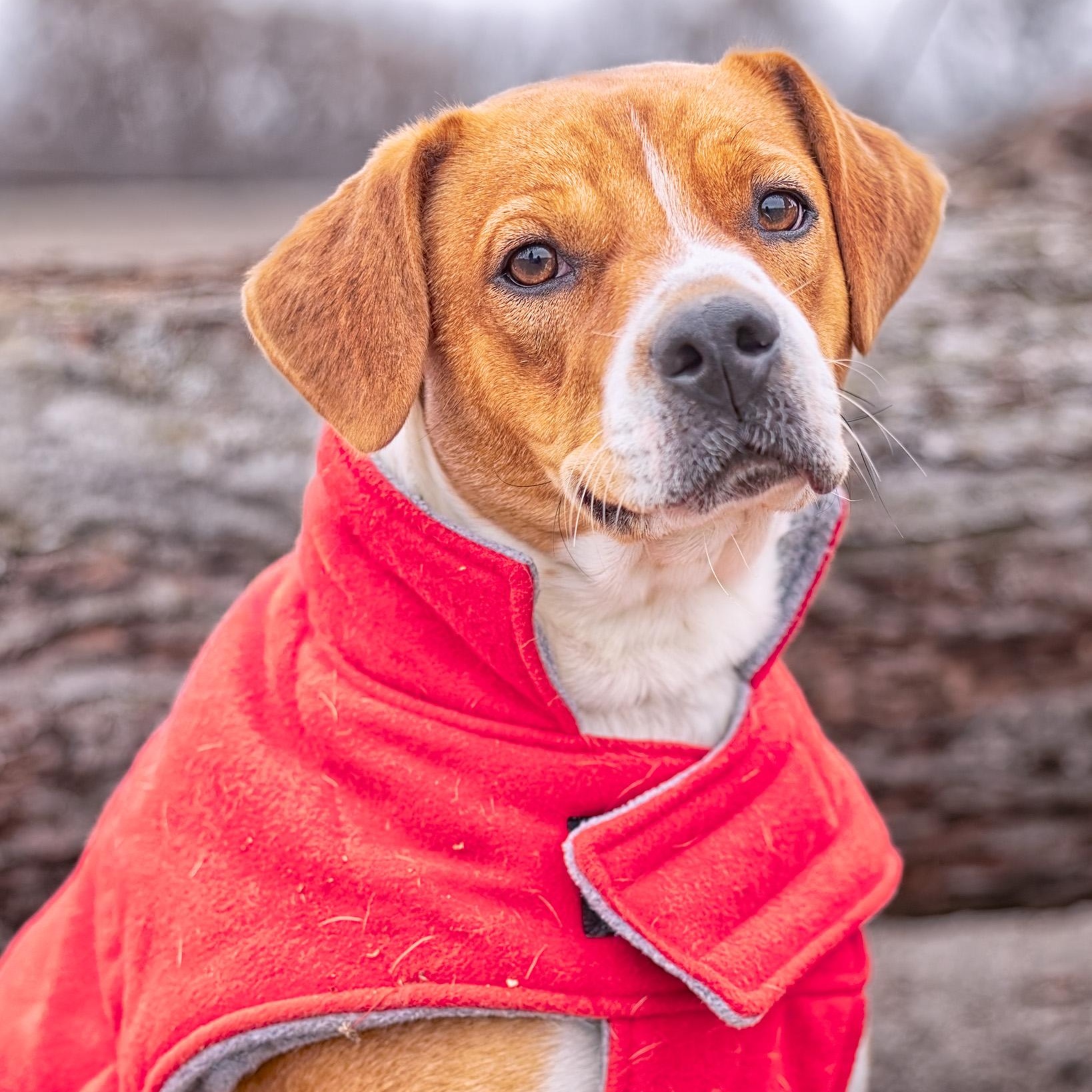 Henry, a Adoptable mixed breed in Clarinda, IA image 5/6