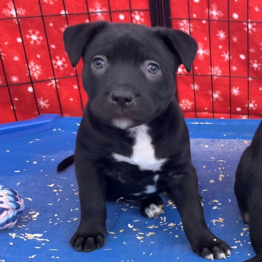 Mary, ADOPTABLE, Puppy Female Bulldog.