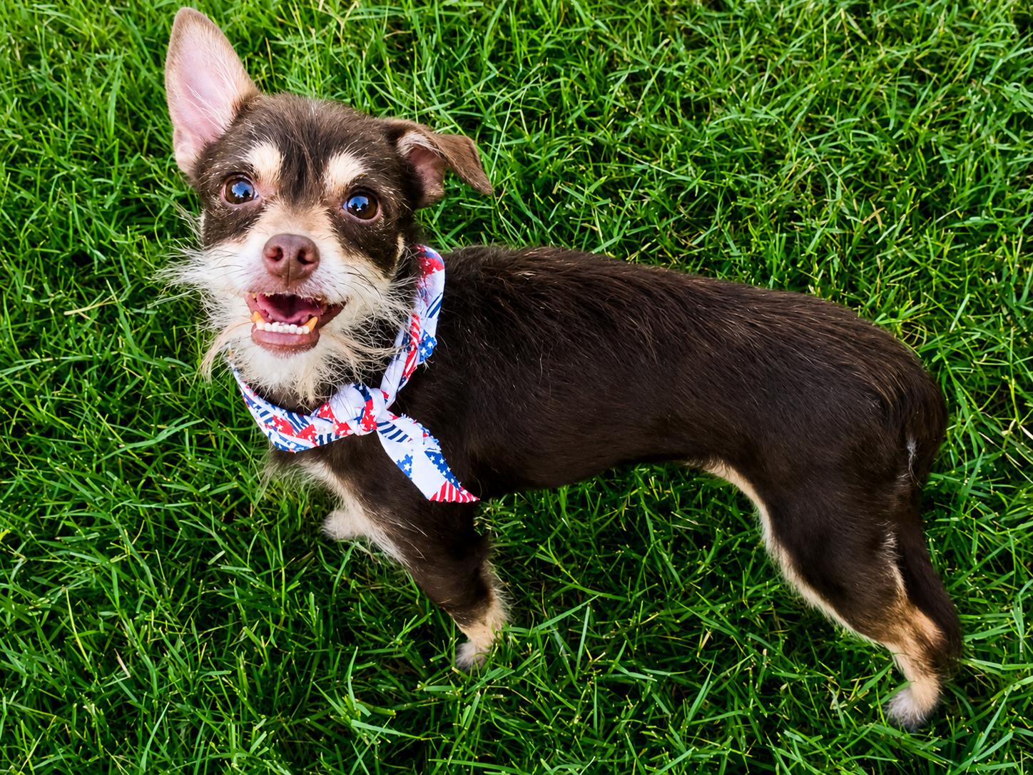 Enlarge Thyme in Texarkana TX, a ADOPTABLE mixed breed in Texarkana, TX image 2/6