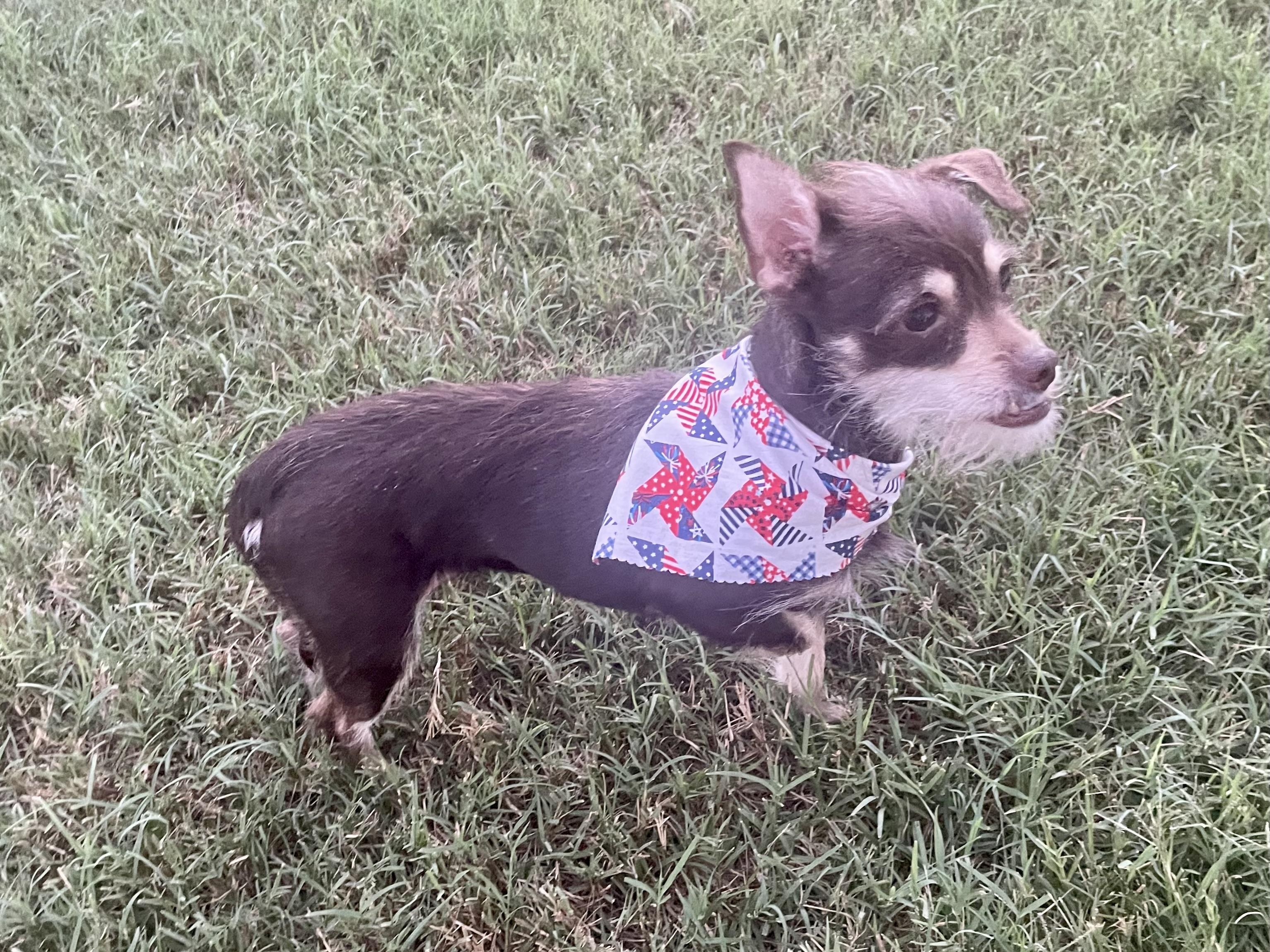 Enlarge Thyme in Texarkana TX, a ADOPTABLE mixed breed in Texarkana, TX image 5/6