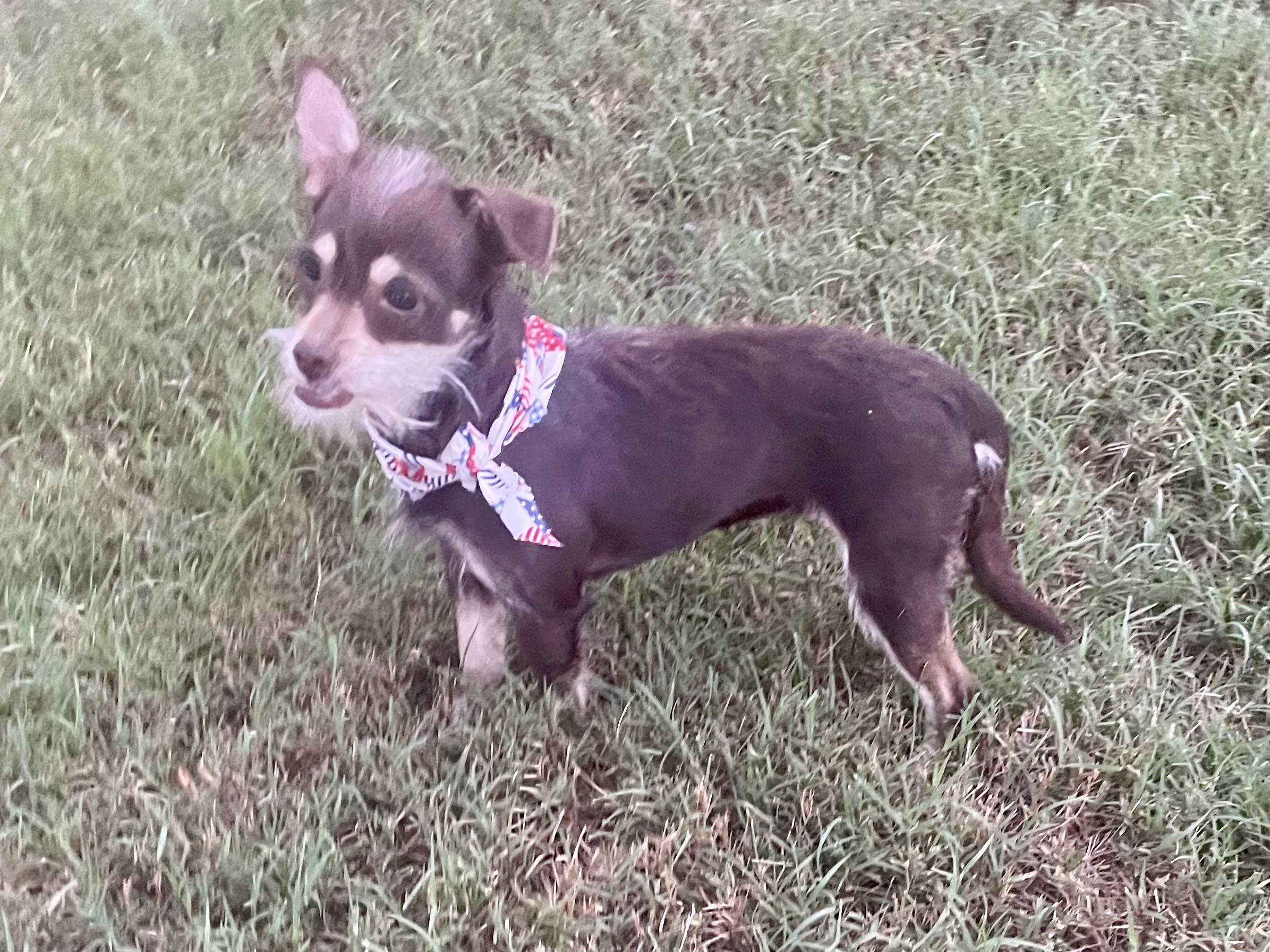Enlarge Thyme in Texarkana TX, a ADOPTABLE mixed breed in Texarkana, TX image 4/6