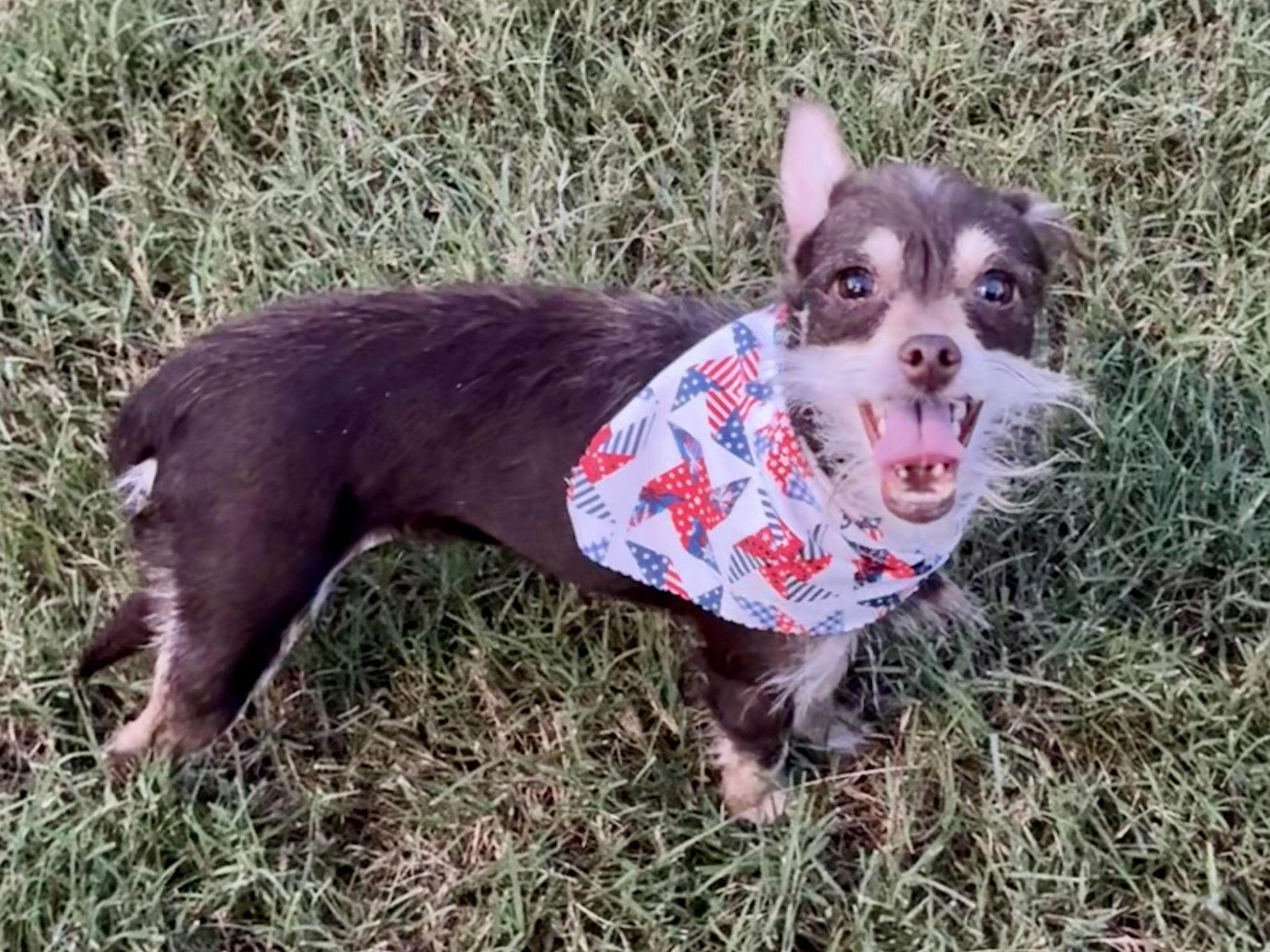 Enlarge Thyme in Texarkana TX, a ADOPTABLE mixed breed in Texarkana, TX image 3/6