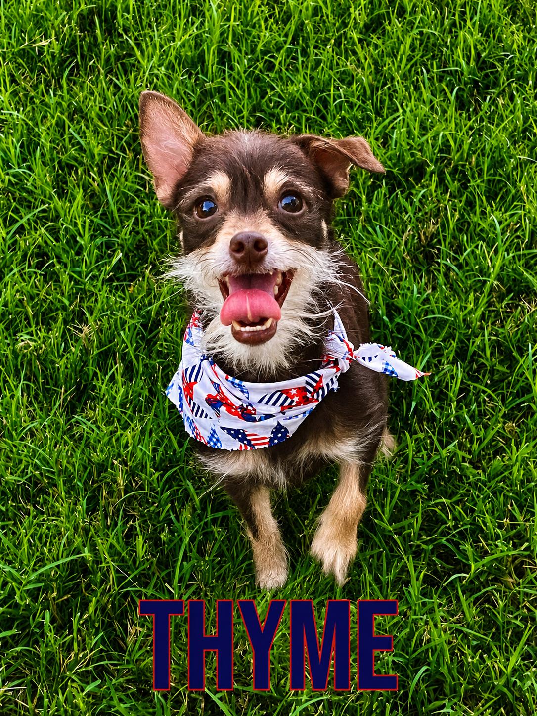 Thyme in Texarkana TX, ADOPTABLE, Adult Female Chihuahua.