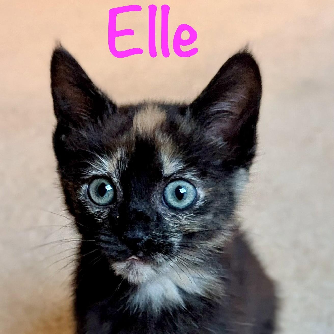 Elle, Adoptable, Kitten Female Domestic Short Hair.