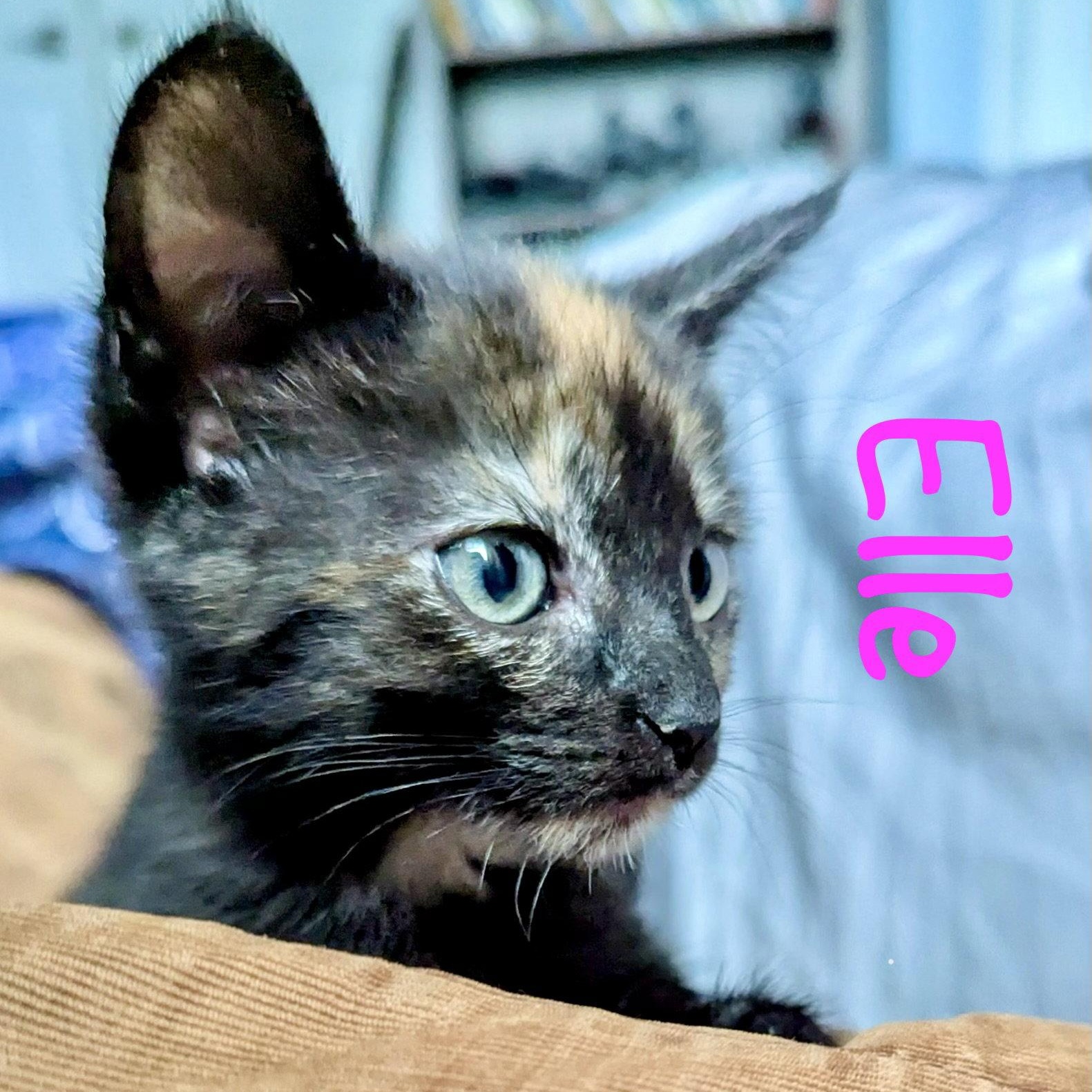 Enlarge Elle, a Adoptable Domestic Short Hair in Reston, VA image 2/3